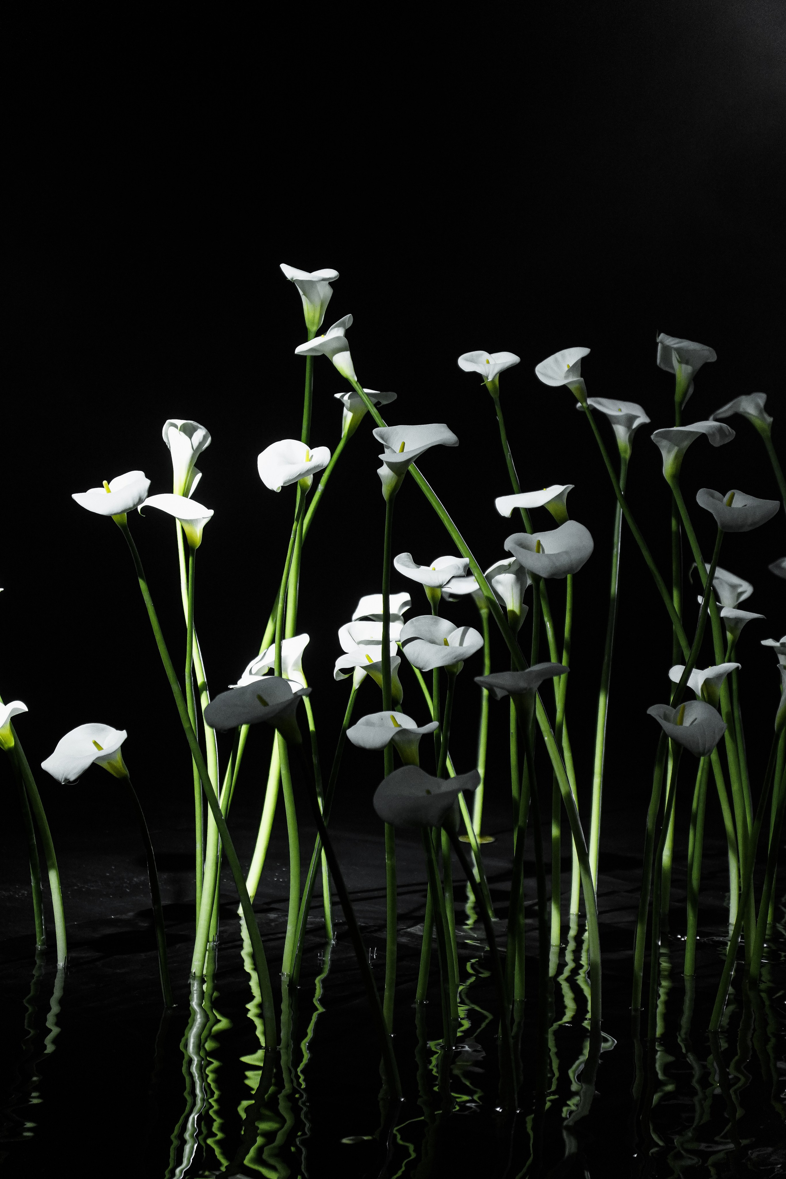 Свадебный фотограф и видеограф в Ростове-на-Дону. Максим и Наталья Лебедевы