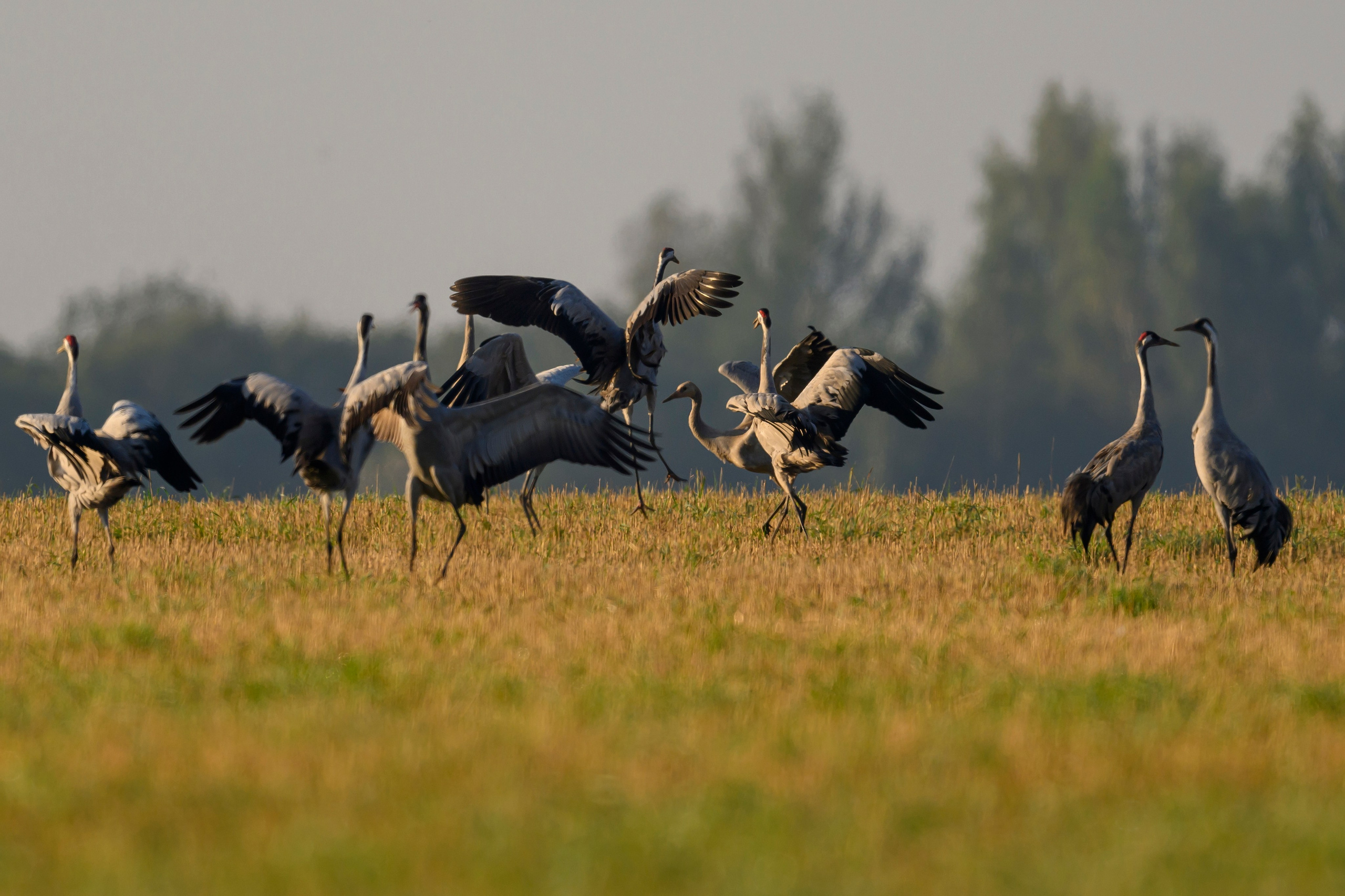 Танцы журавлей. Dances of the Cranes. Фотограф Сергей Пупонин