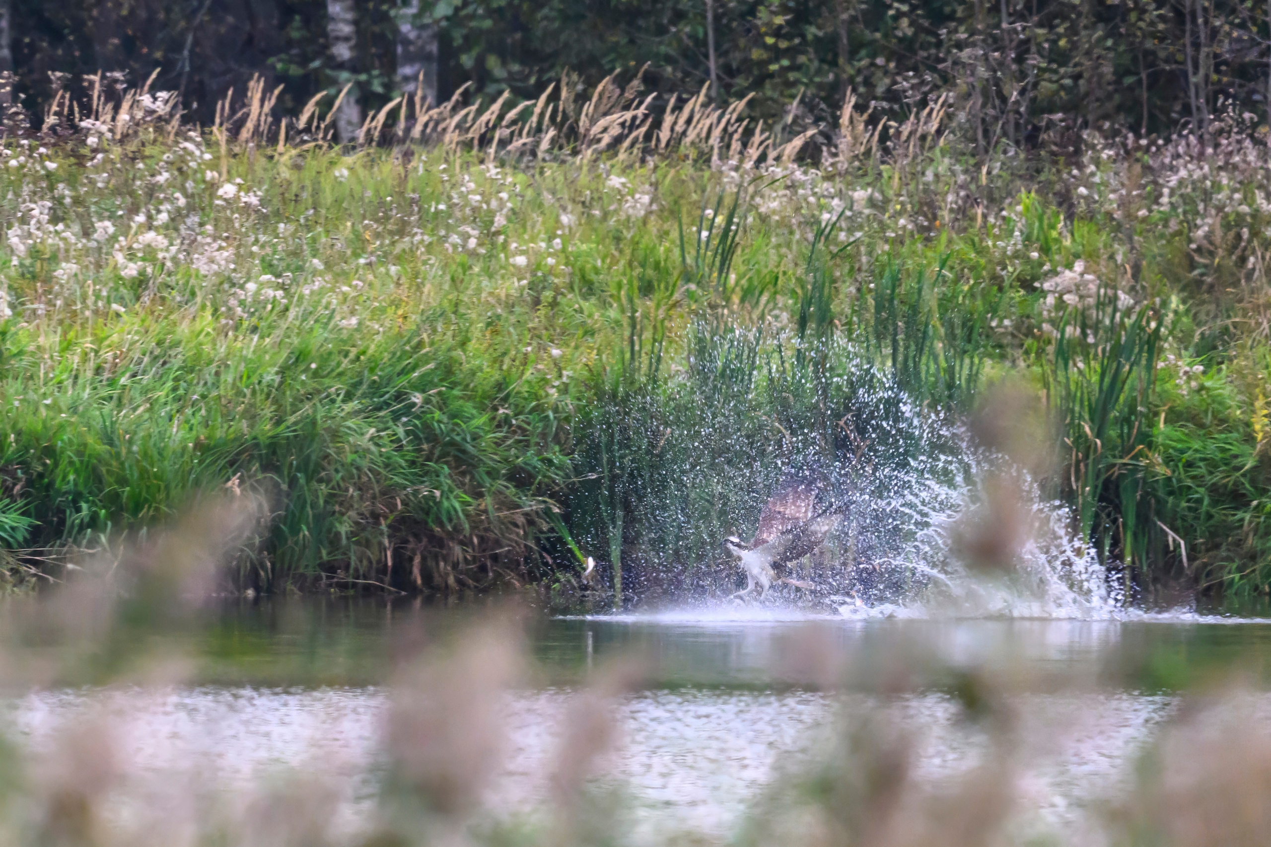 Охота скопы. The hunt of the Osprey. Фотограф Сергей Пупонин