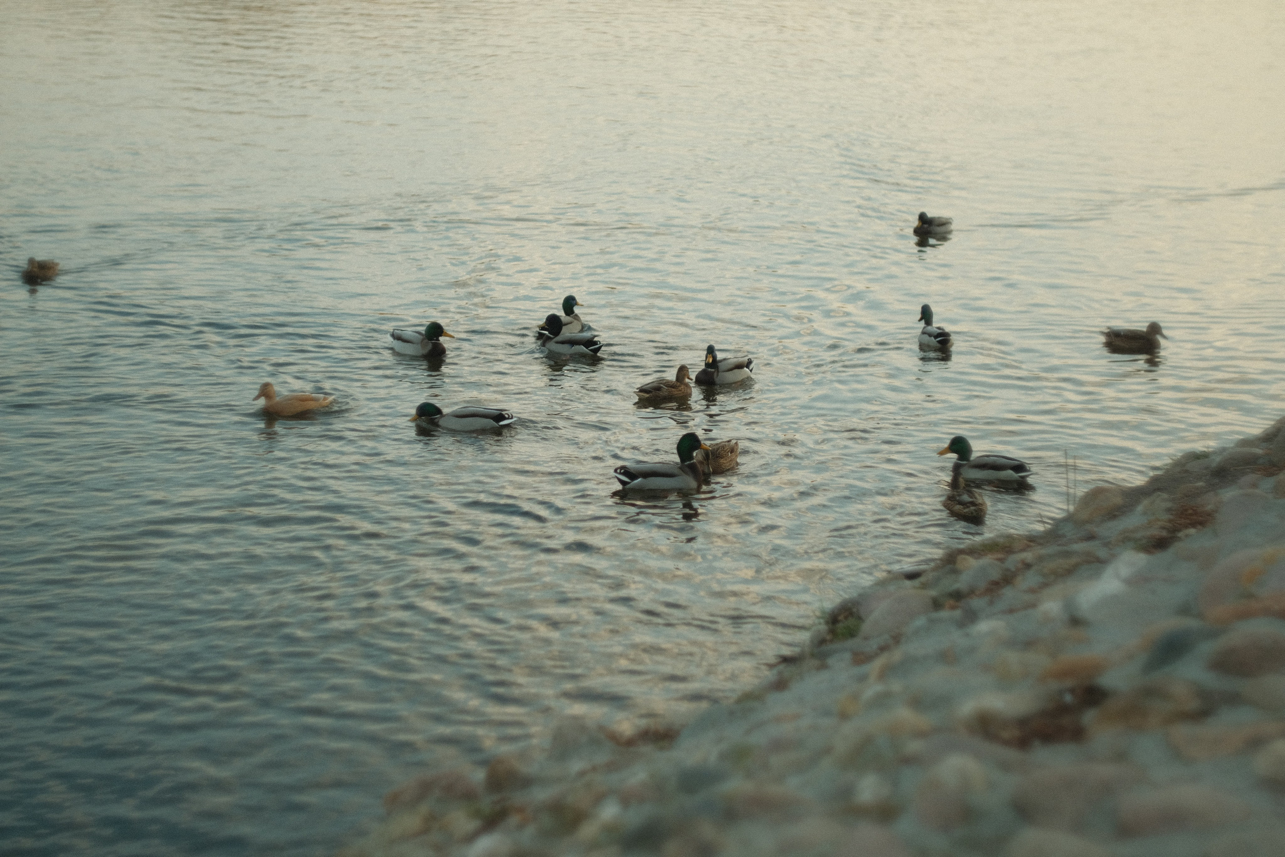 Коломенское, осень, объектив Гелиос 77м4. Фотограф в Москве Максим Скоробогатов