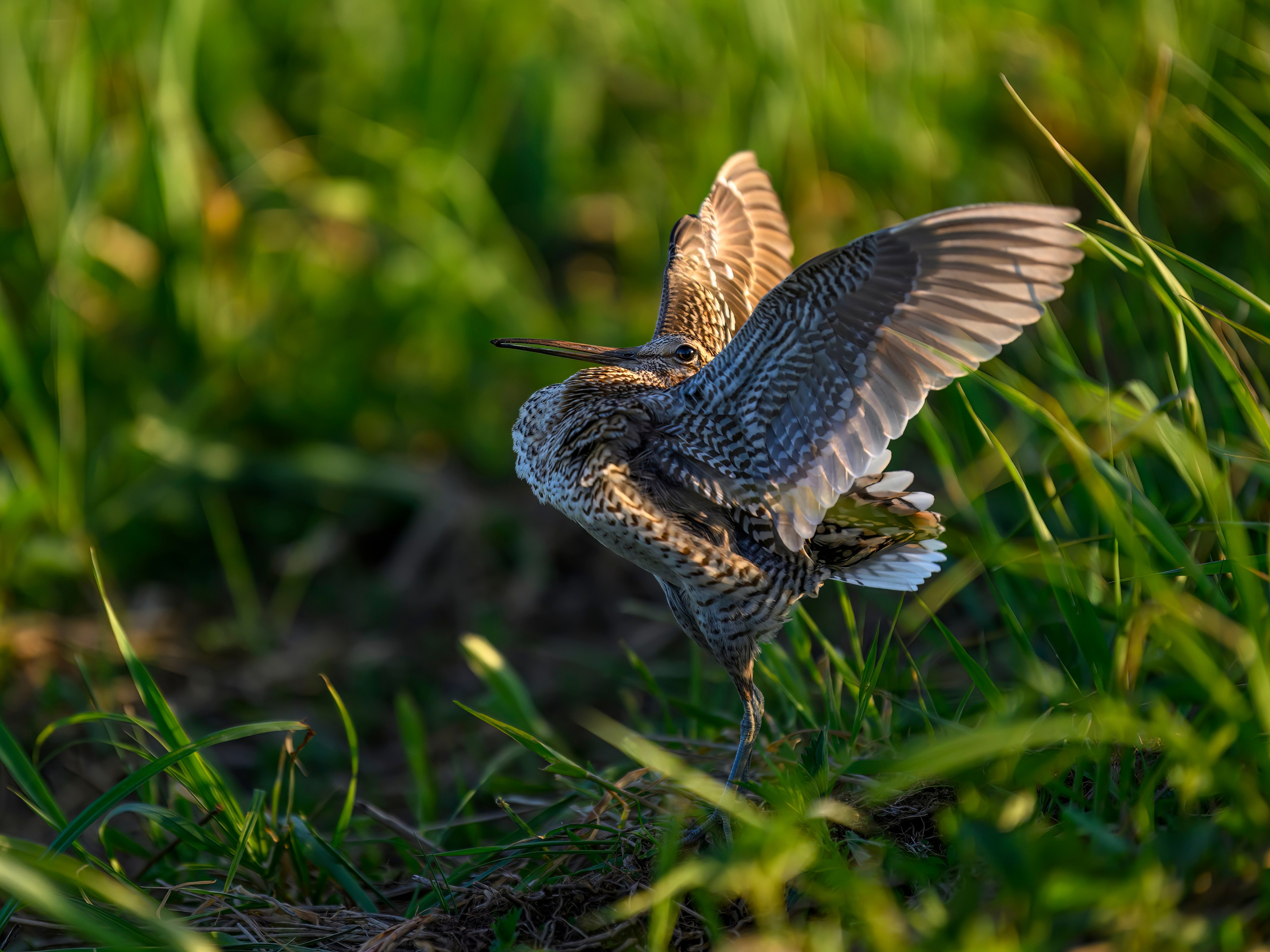 Дупелиный ток: настоящие гусары!. Фотограф Сергей Пупонин