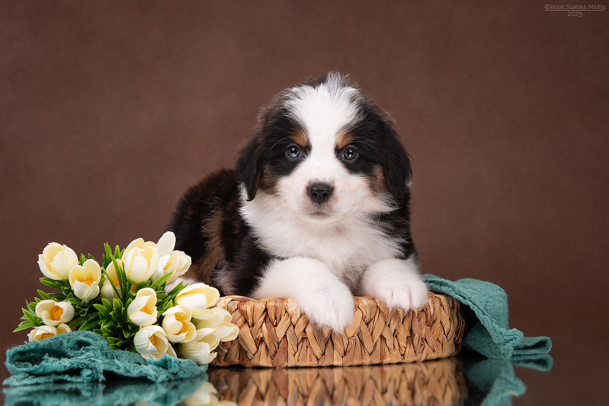 Фотосессия щенков на фонах. Фотограф собак в Москве и Московской области Иванушкина Мария
