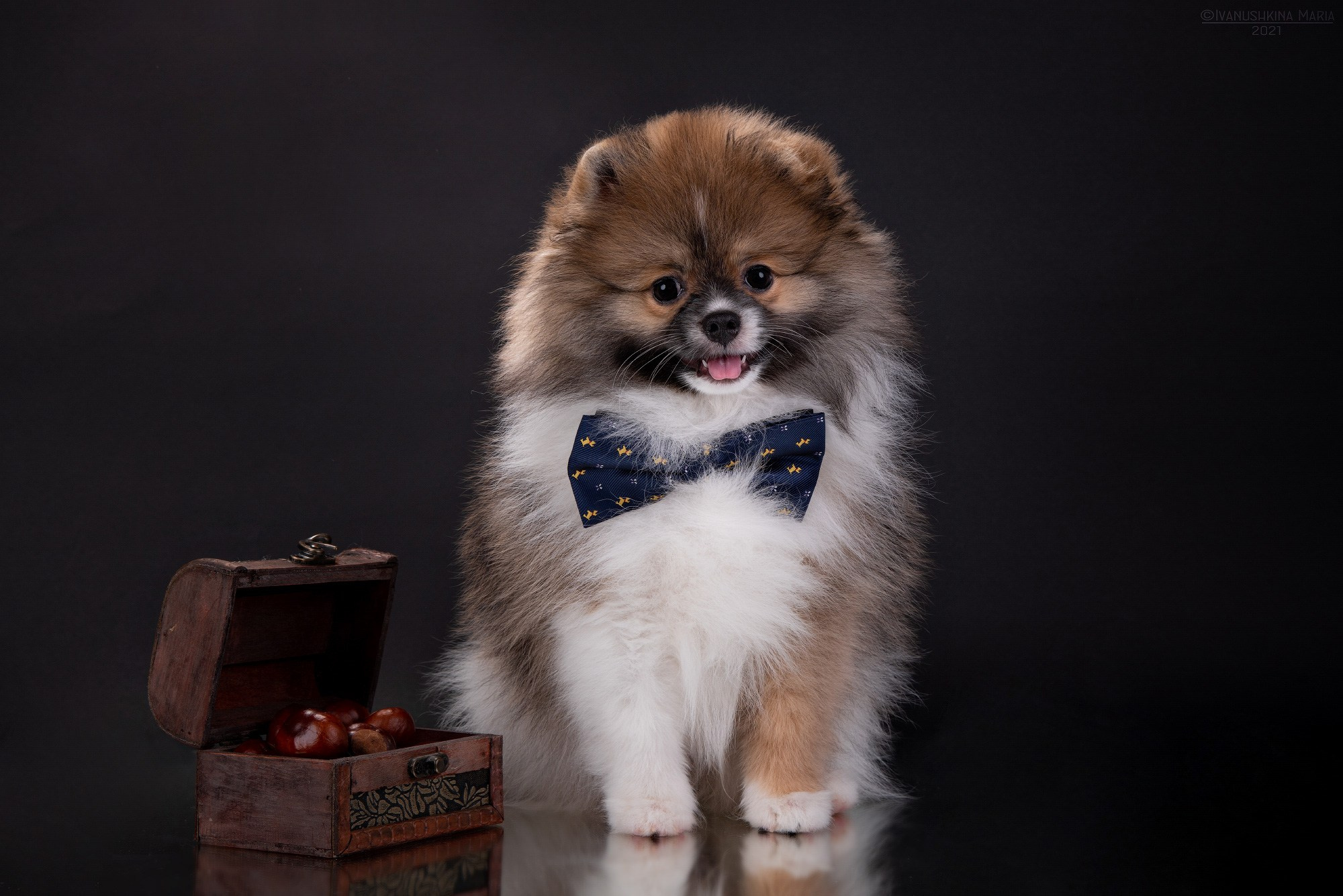 щенок шпица в бабочке