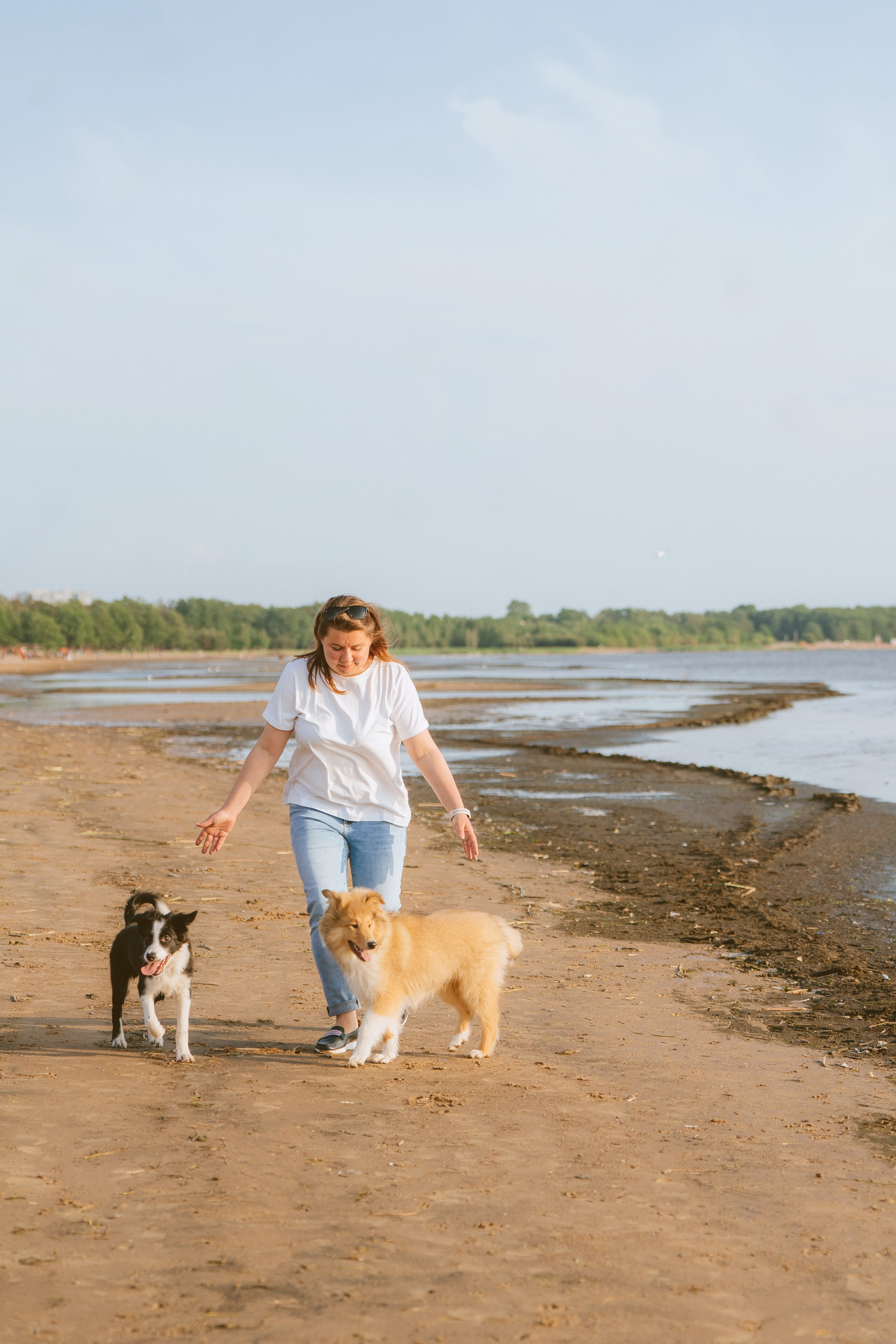 Фотосессия со щенками колли. Фотограф анималист в Спб недорого Олеся Майорова