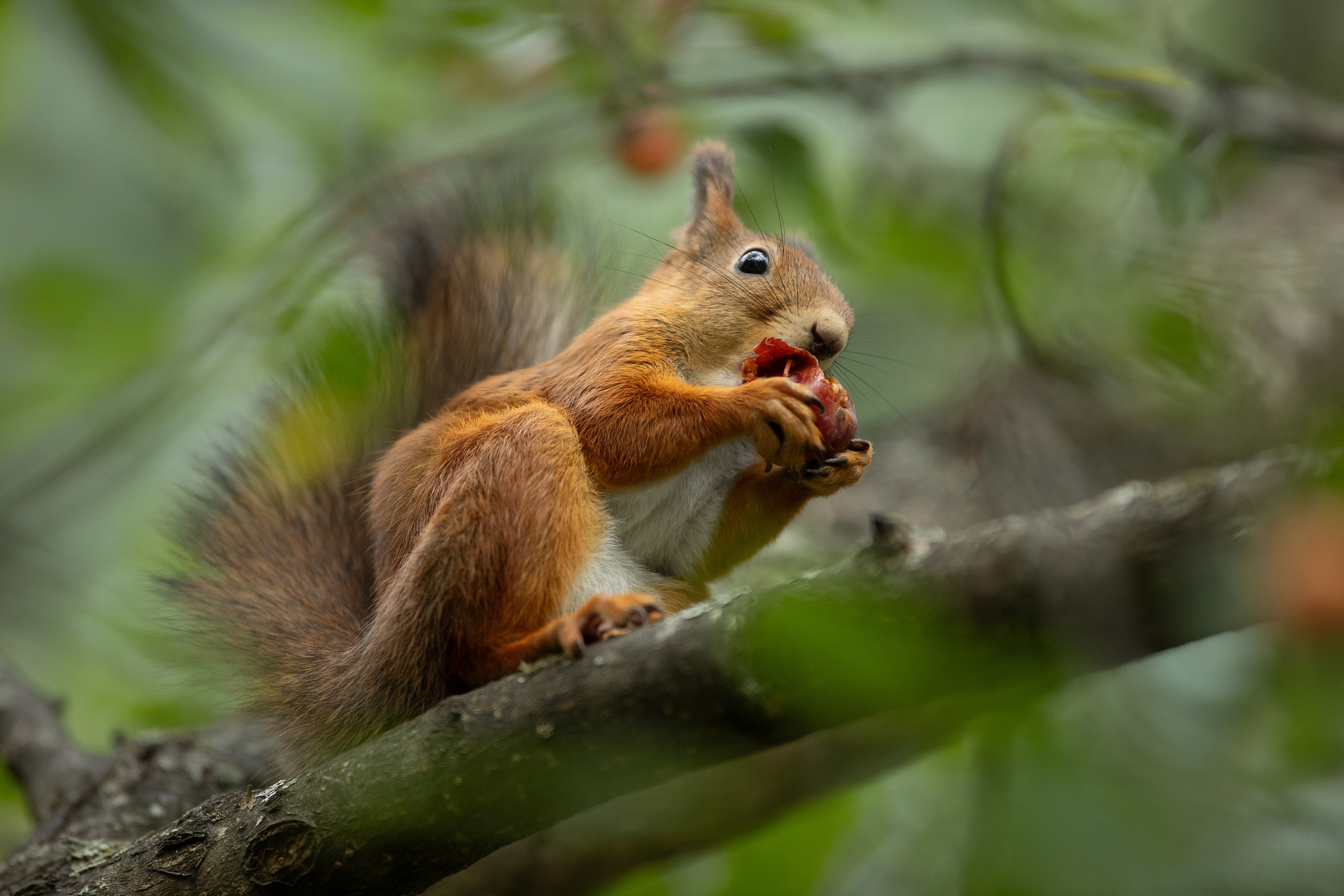 Фотограф анималист в Санкт-Петербурге Светлана Писарева