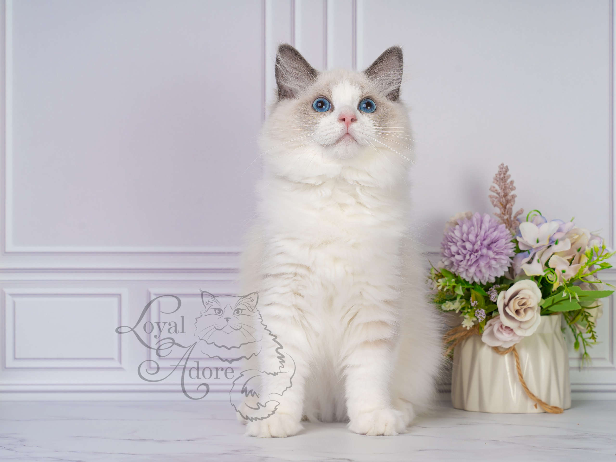 Все свободные котята. Питомник рэгдолл Loyal Adore