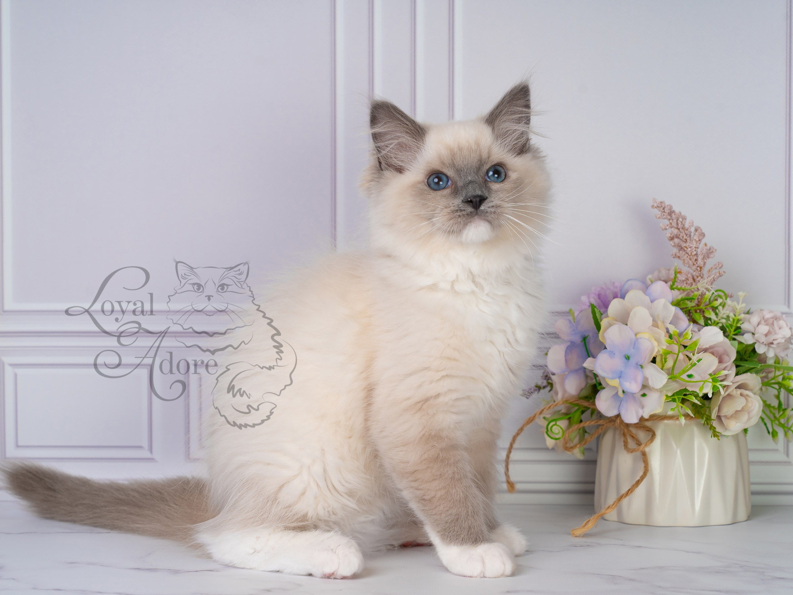 Все свободные котята. Питомник рэгдолл Loyal Adore