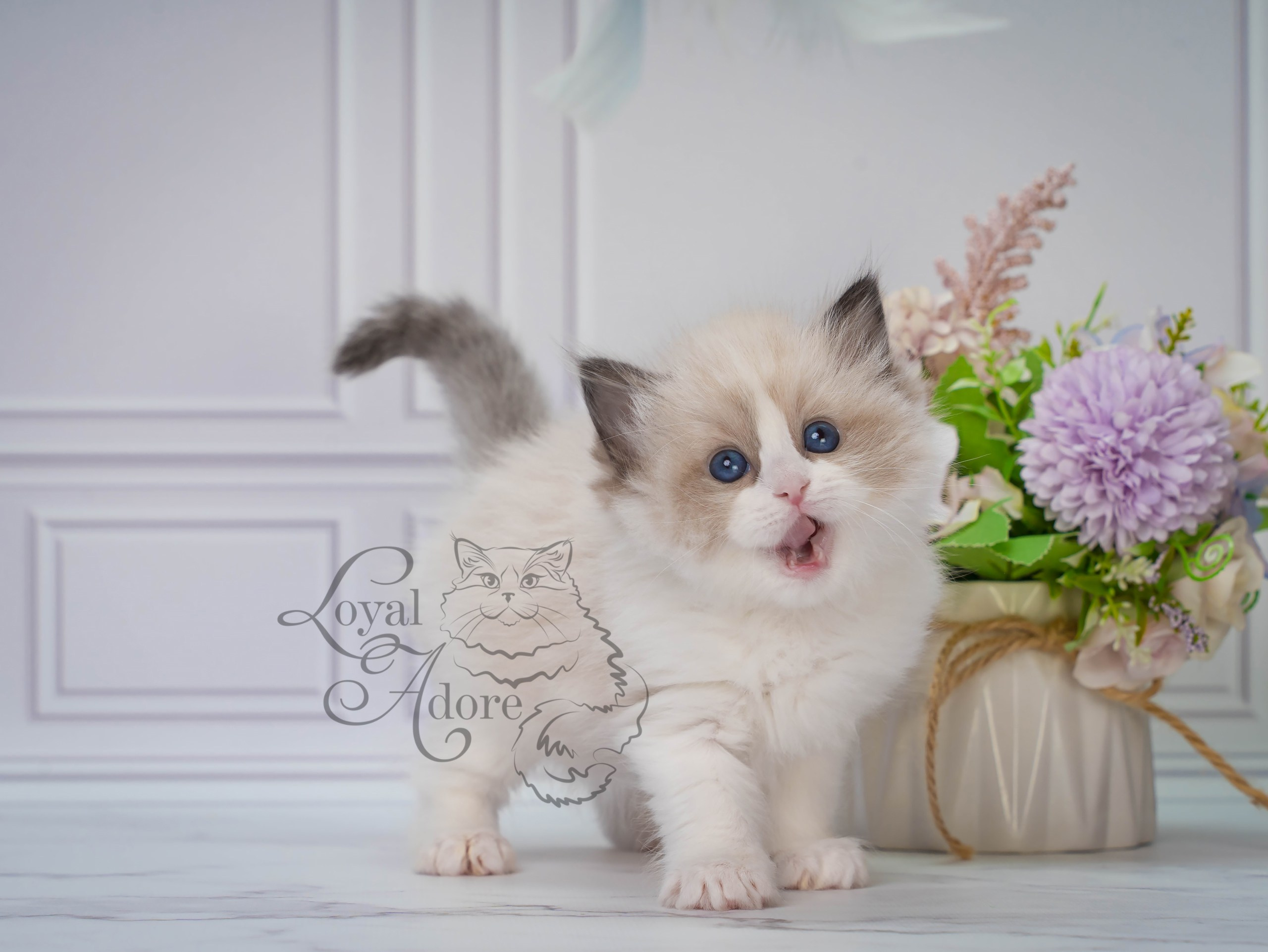 Котята рэгдолл от Loyal Adore. Питомник рэгдолл Loyal Adore