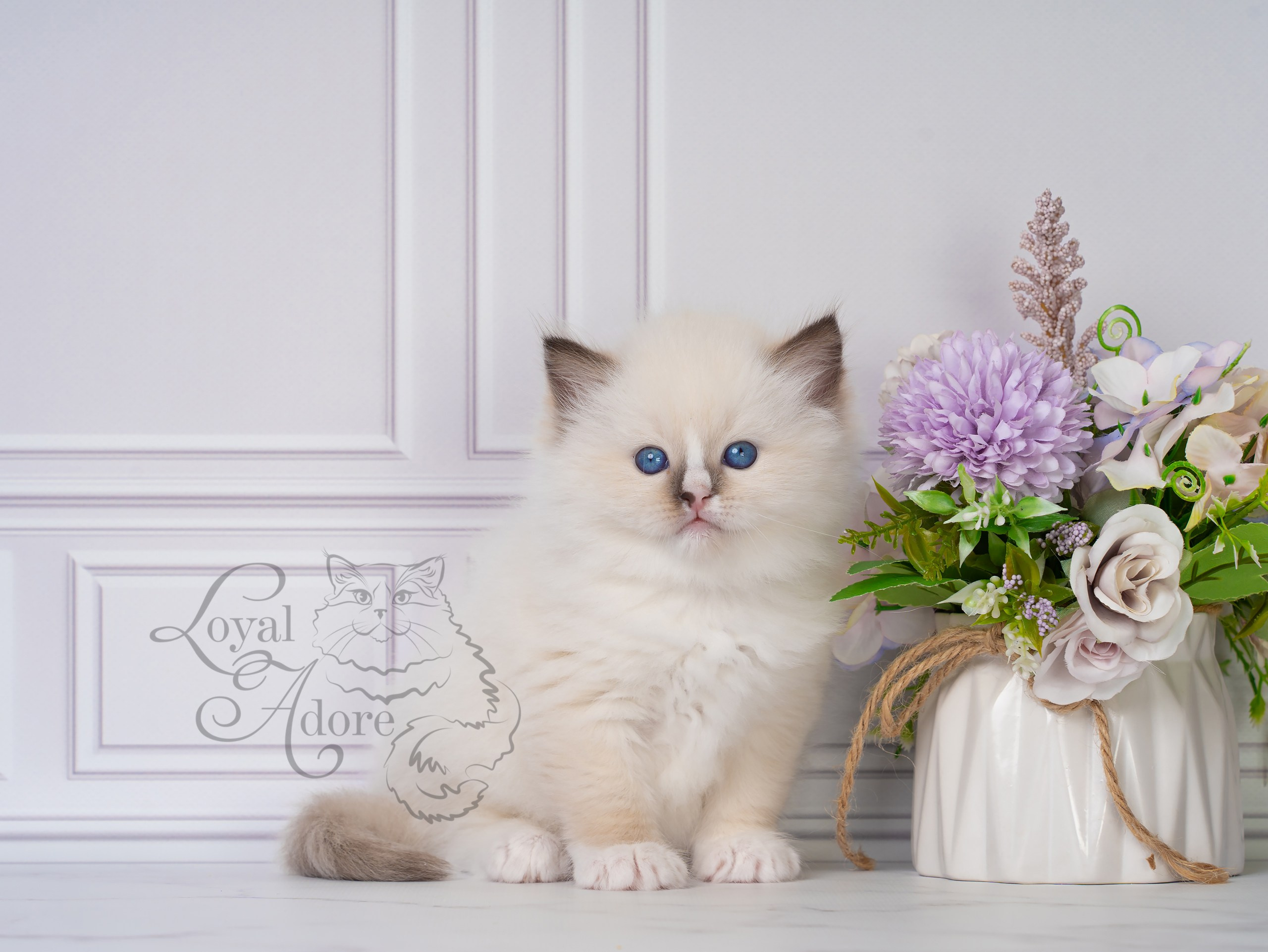 Котята рэгдолл от Loyal Adore. Питомник рэгдолл Loyal Adore