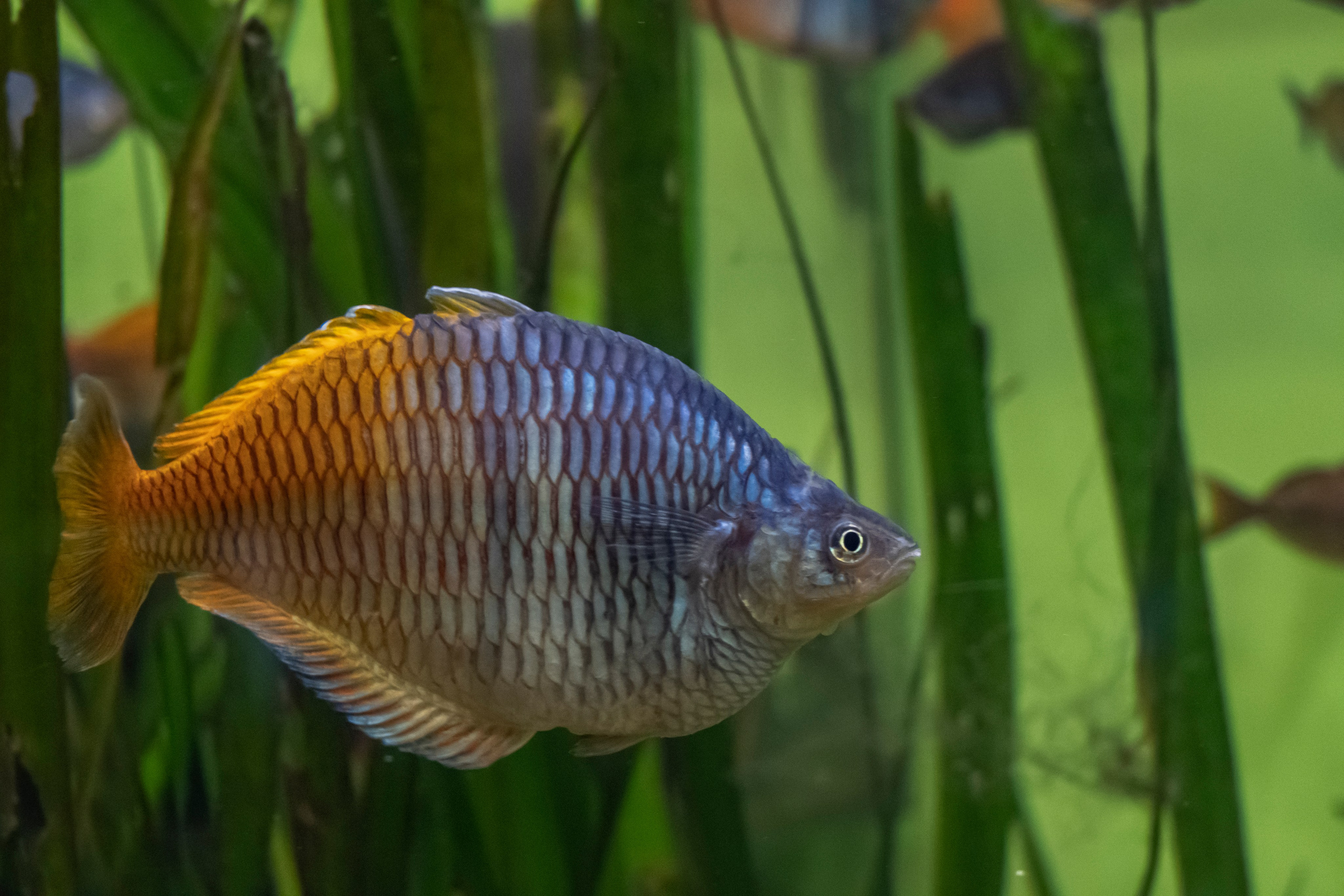 Москвариум. Фотограф Роман Адлер