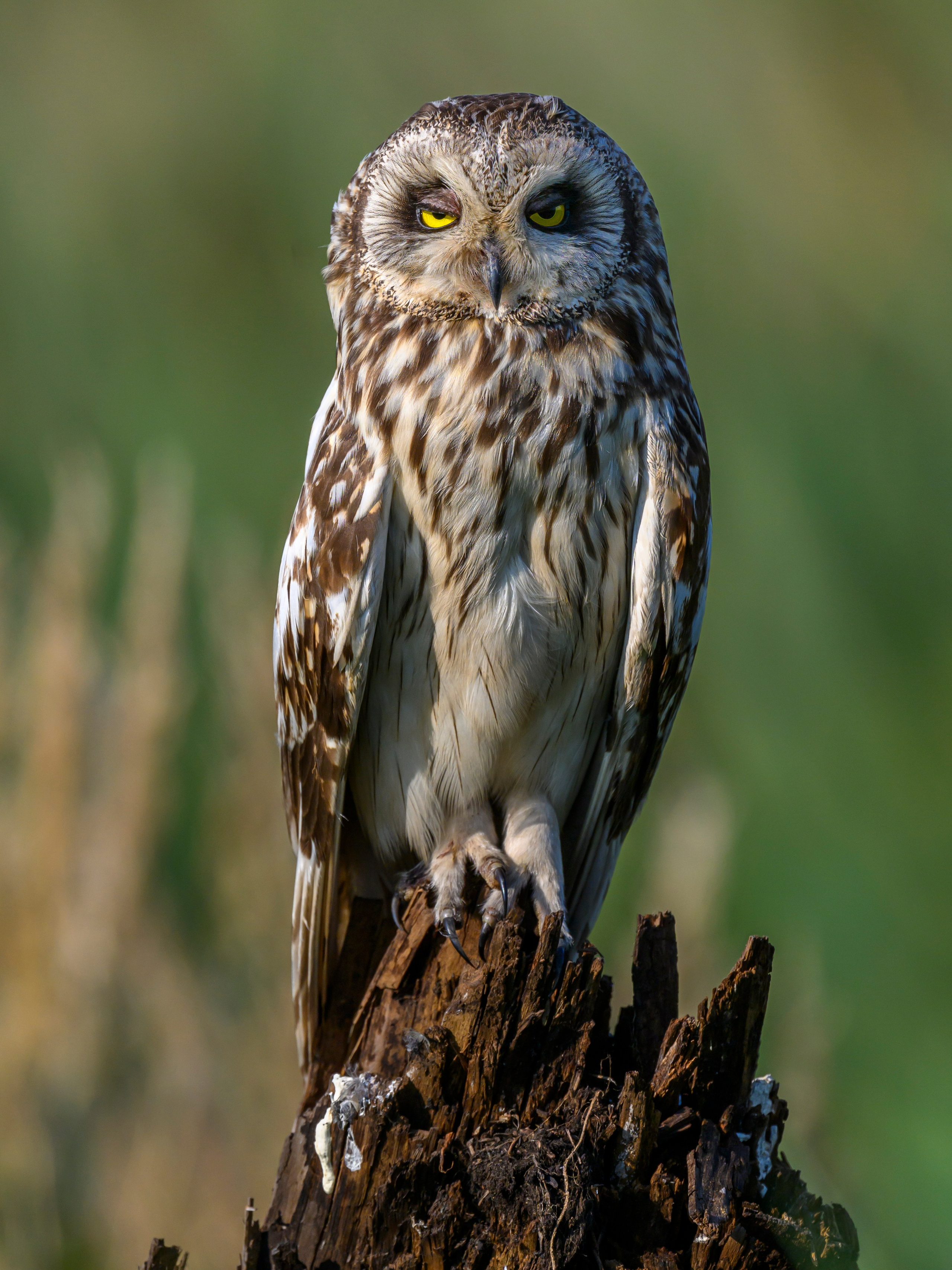 Совы умеют улыбаться. Owl can smile. Wildlife photography by Sergey Puponin