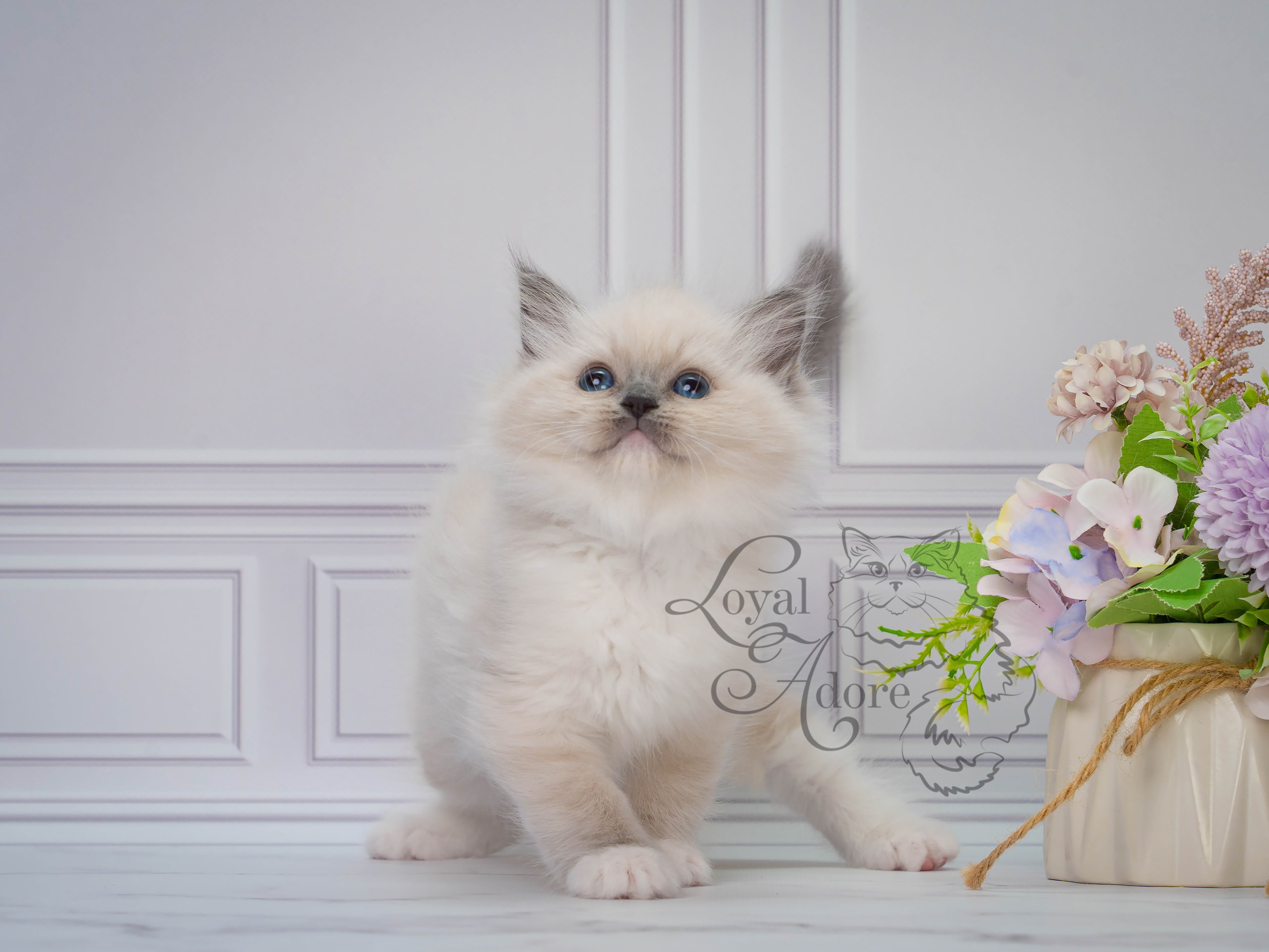 Котята рэгдолл от Loyal Adore. Питомник рэгдолл Loyal Adore
