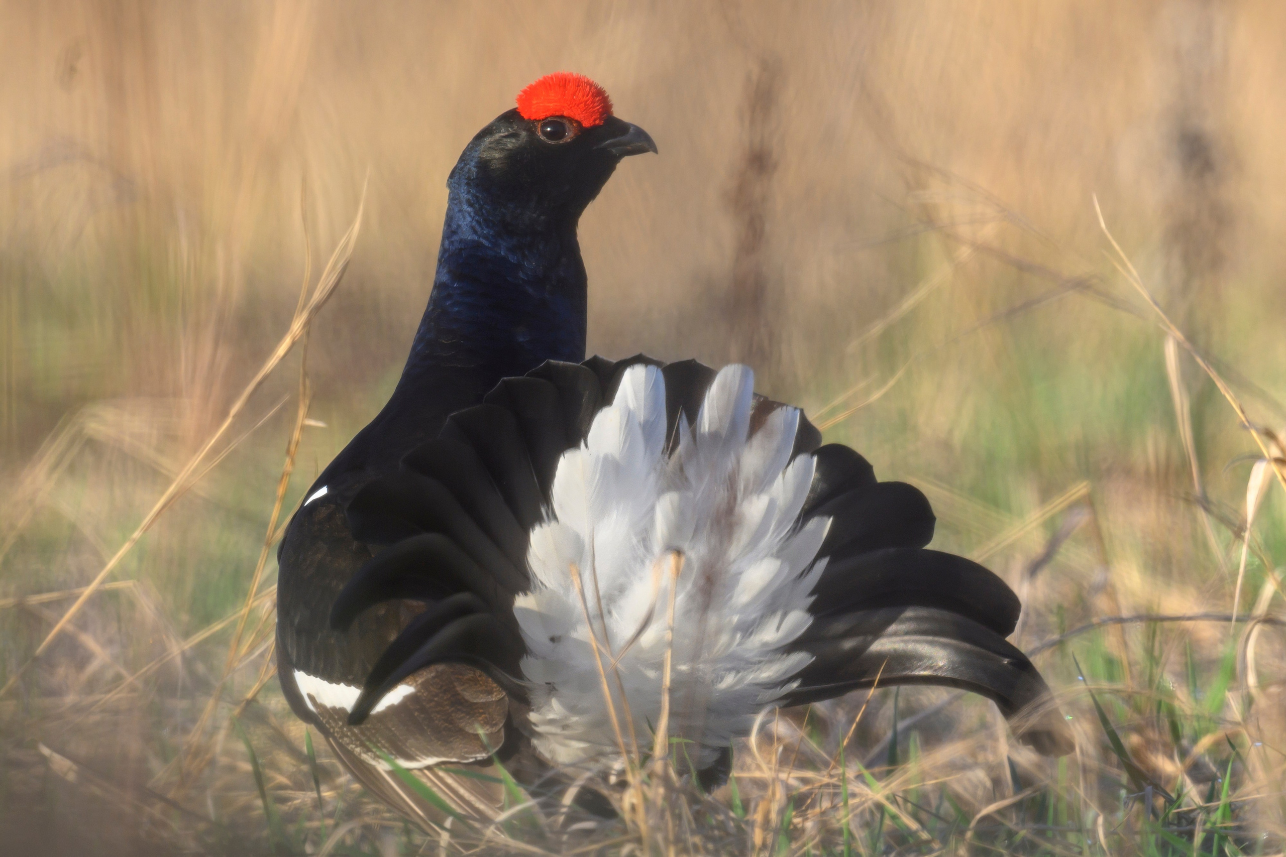 Тетерев. Wildlife photography by Sergey Puponin