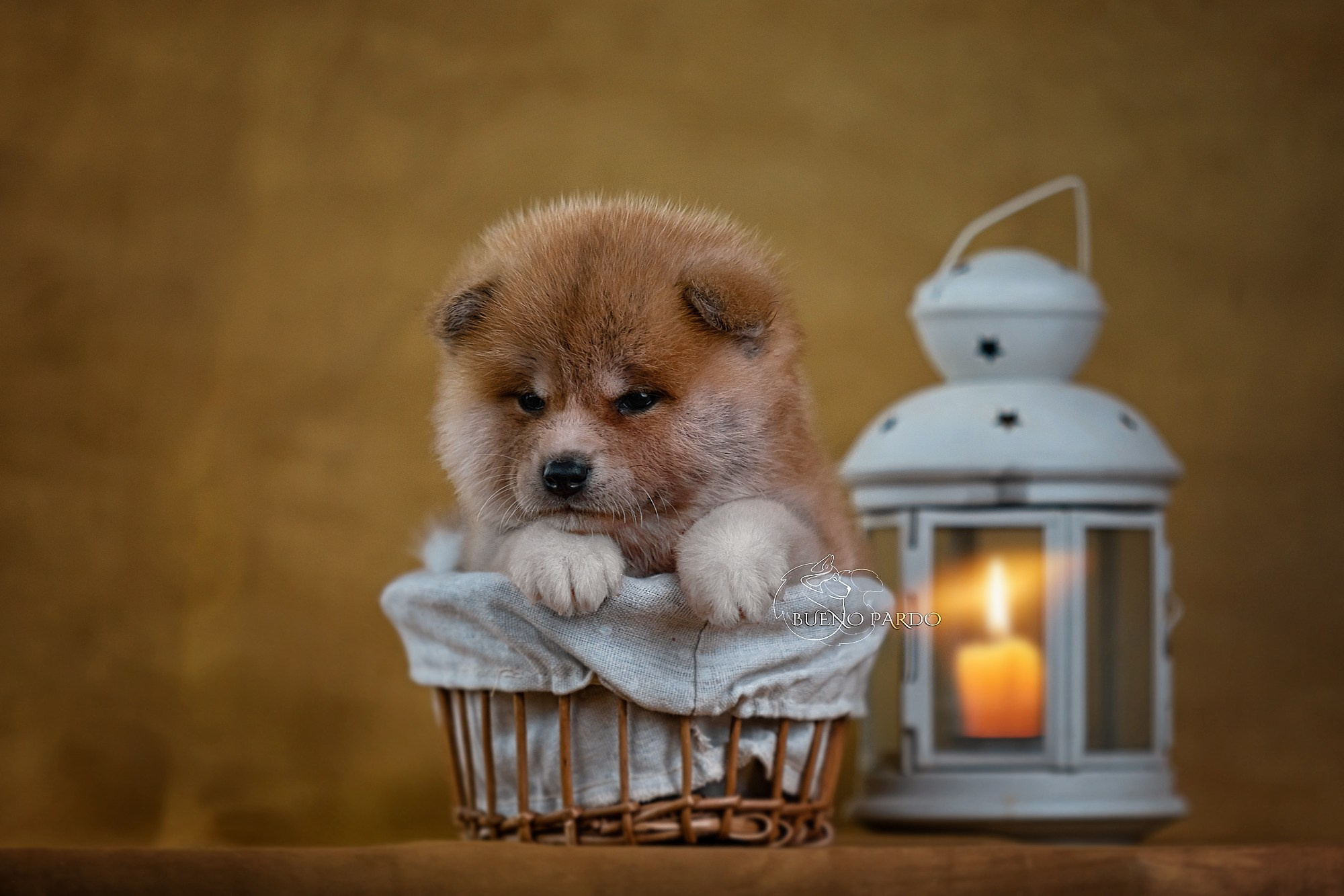 Щенки японской акита ину из питомника. Питомник собак Акита, Хаски, Корги