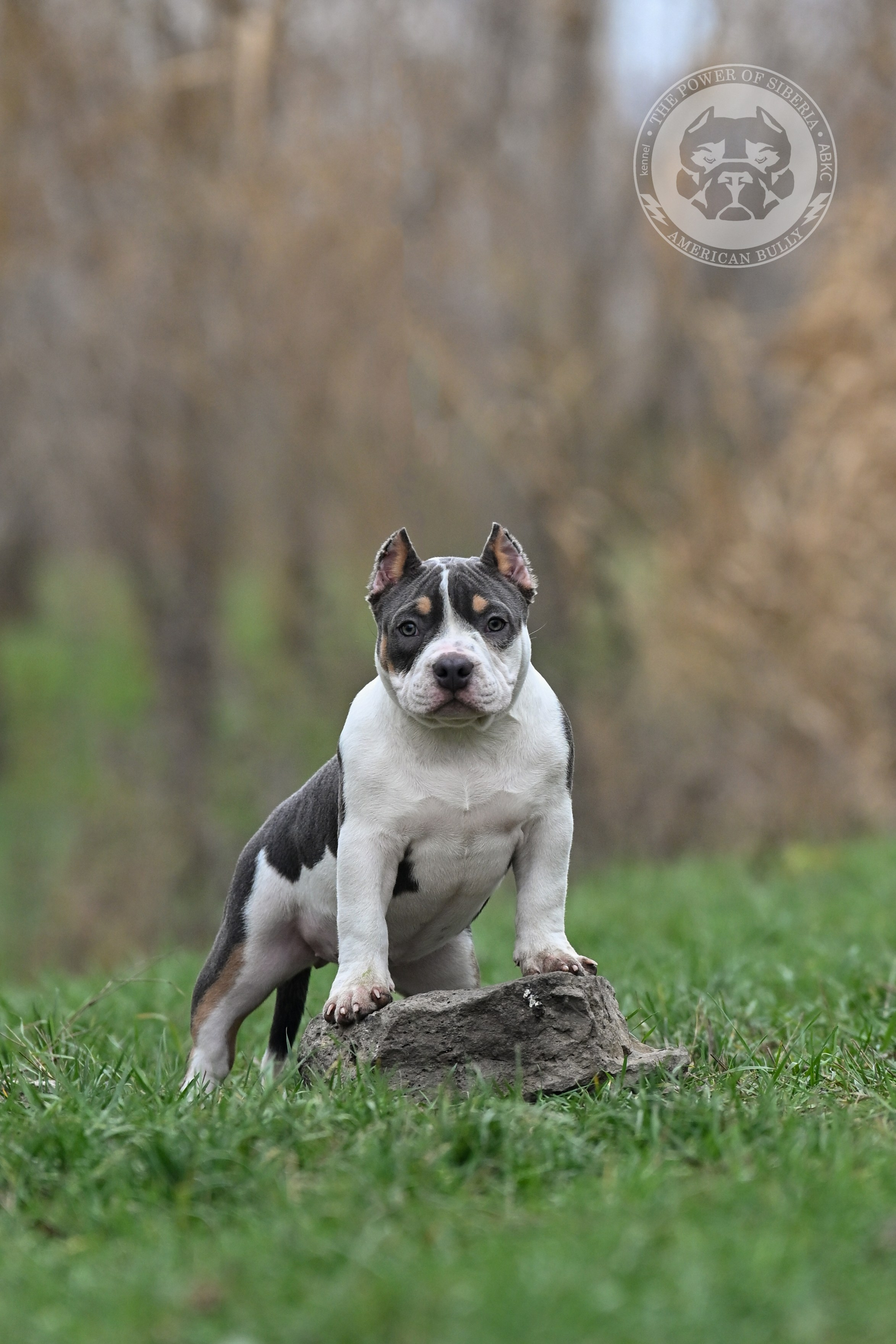 Все свободные щенки. Американский Булли в г. Ростов-на-Дону. Питомник THE POWER OF SIBERIA