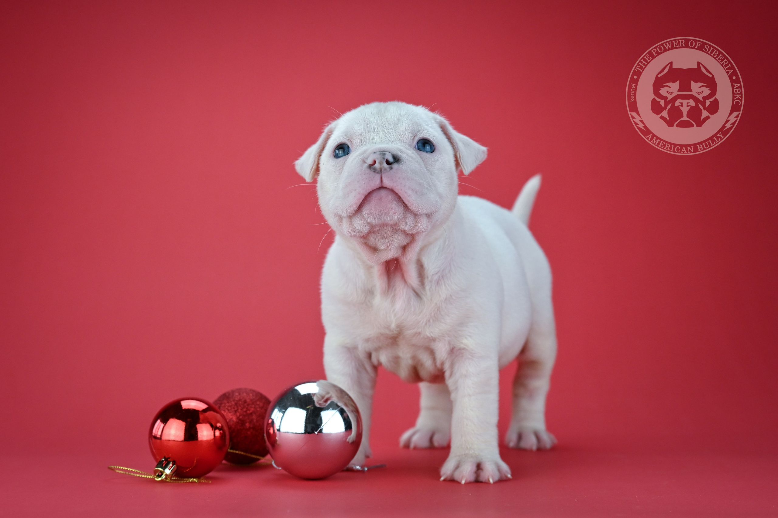 Все свободные щенки. Американский Булли в г. Ростов-на-Дону. Питомник THE POWER OF SIBERIA