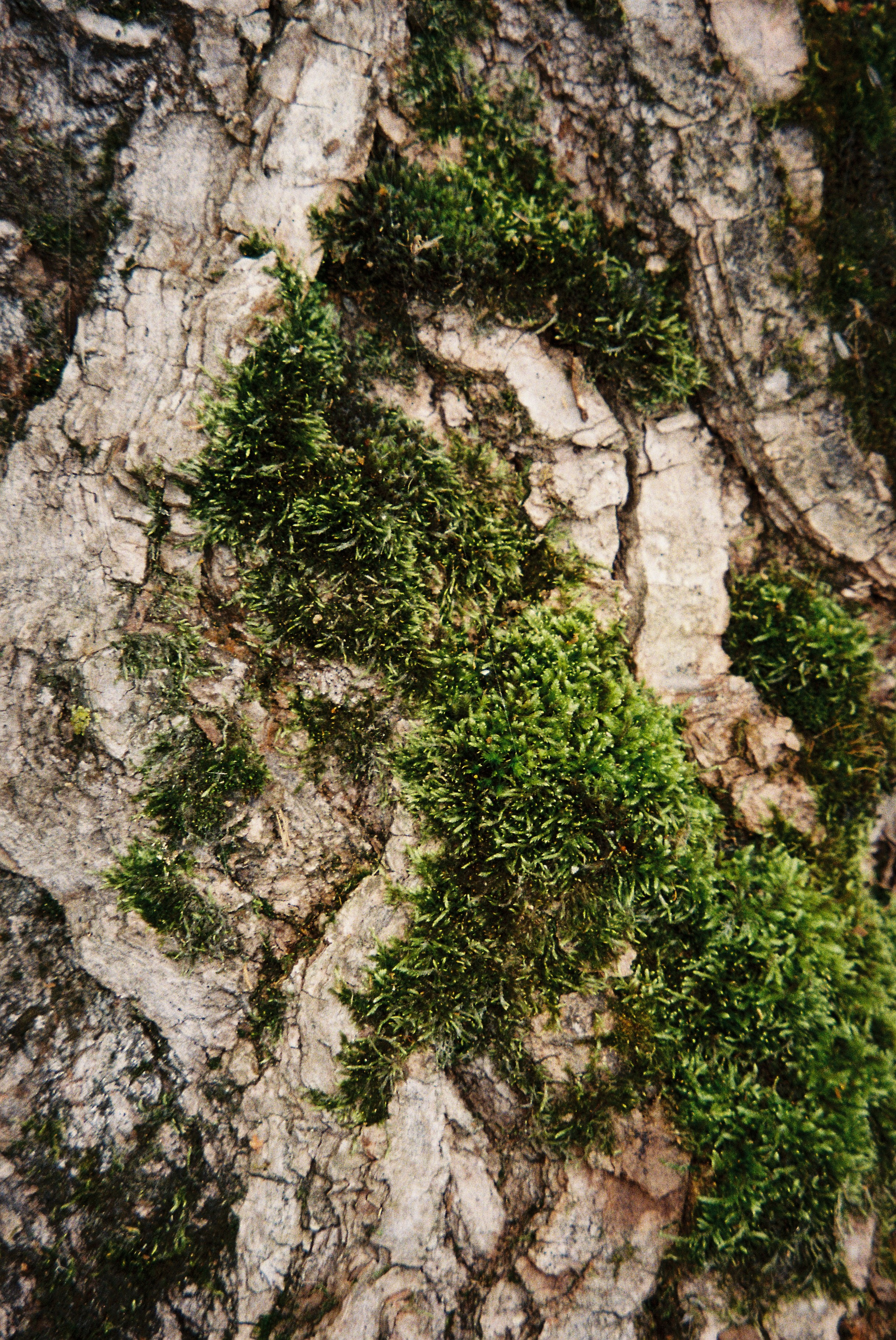 Женские портреты. Алина Арбузова. Фотограф в Санкт-Петербурге