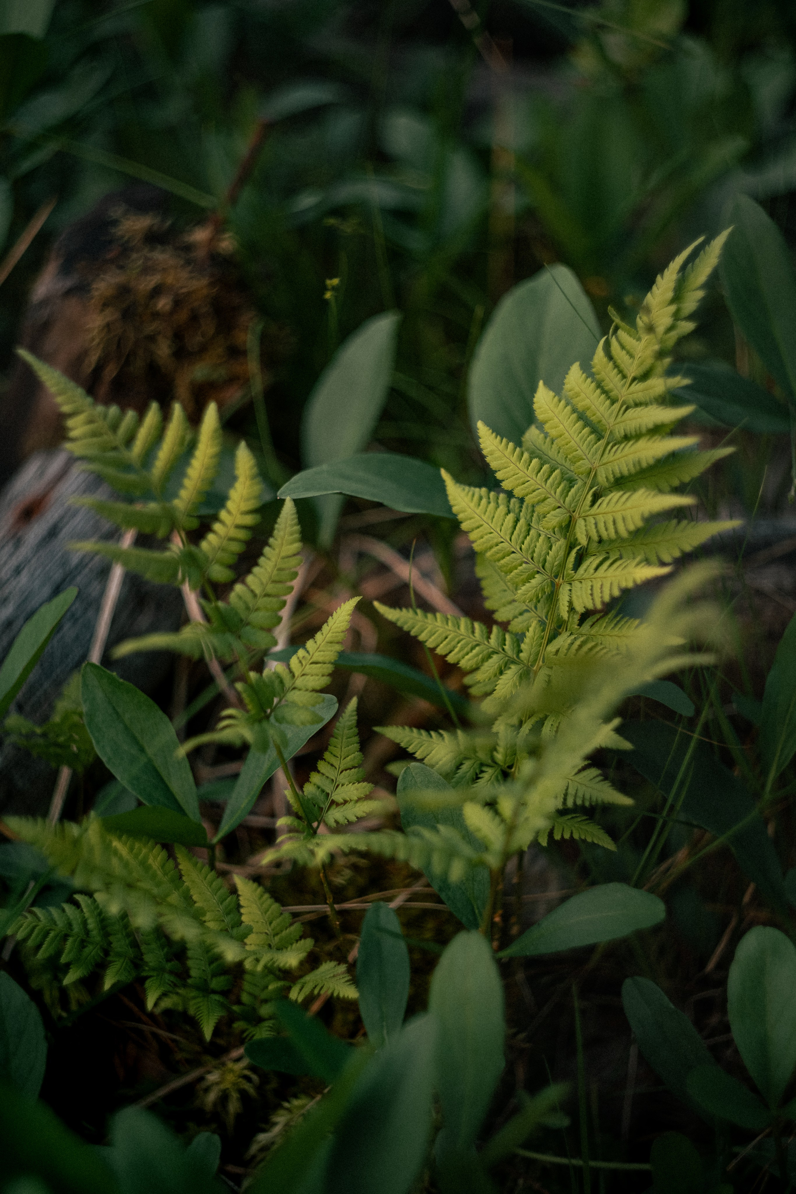 «Голливудская» связка Sony A7 III и Гелиос 44-2. Юля Дэй • Фотограф, Санкт-Петербург