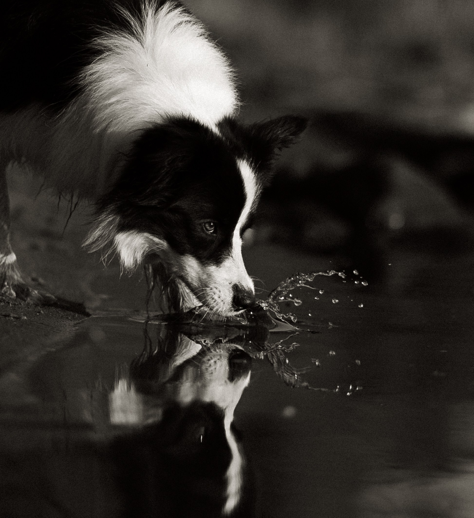 Съемка животных в Петрозаводске. Фотограф Варвара Ермоленко