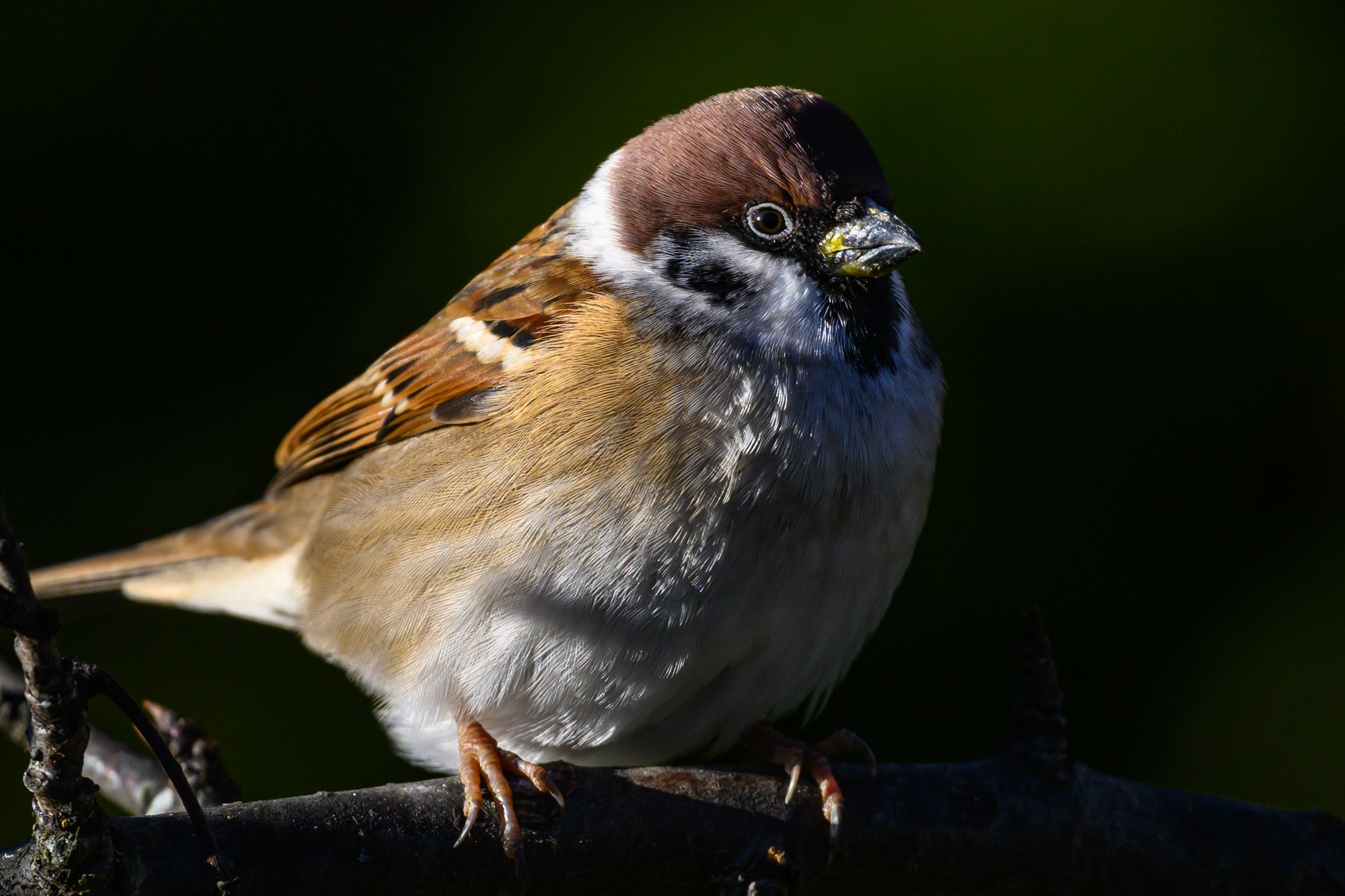 Анималистика. Фотограф Сергей Пупонин