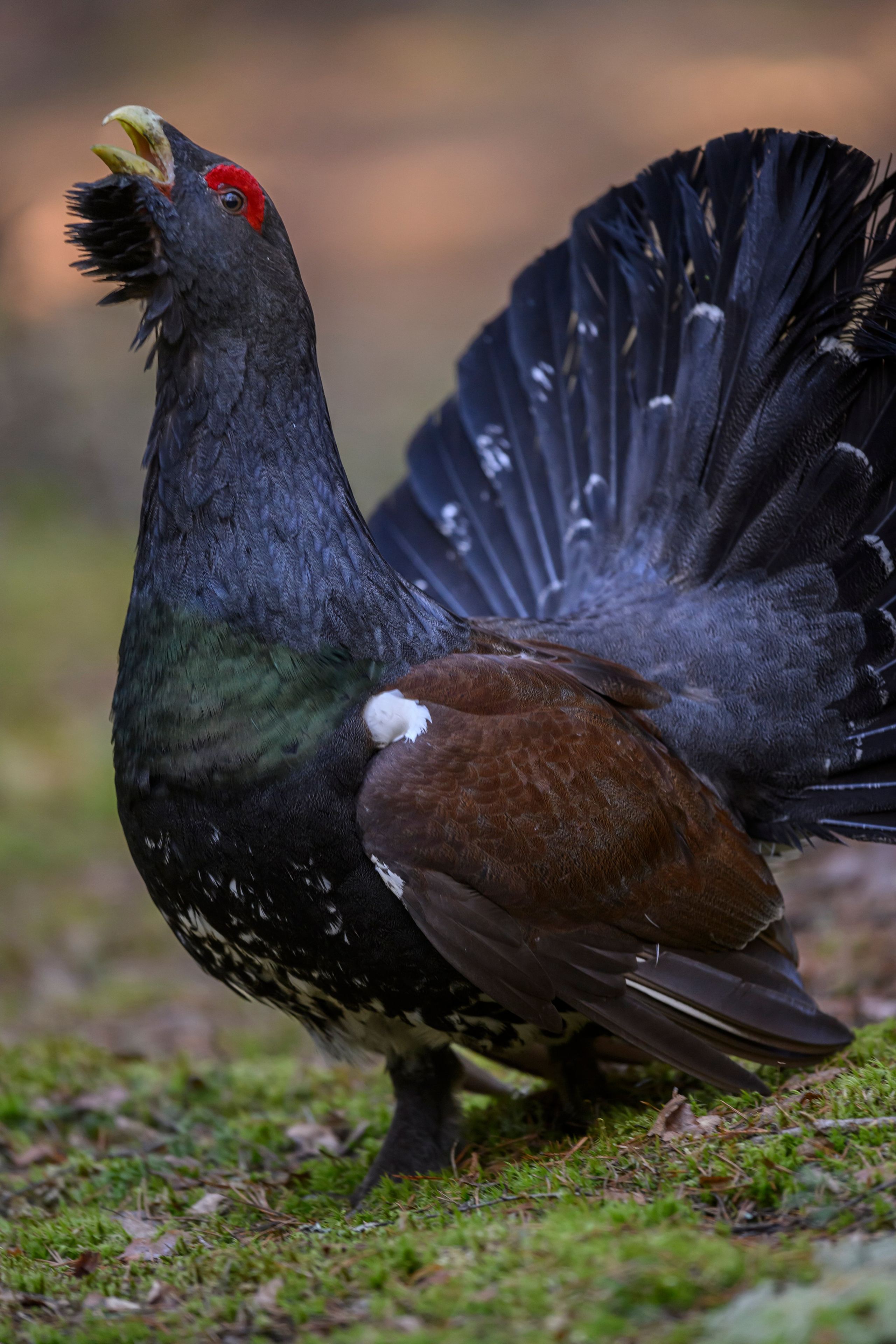 Глухарь / Wood grouse. Фотограф Сергей Пупонин