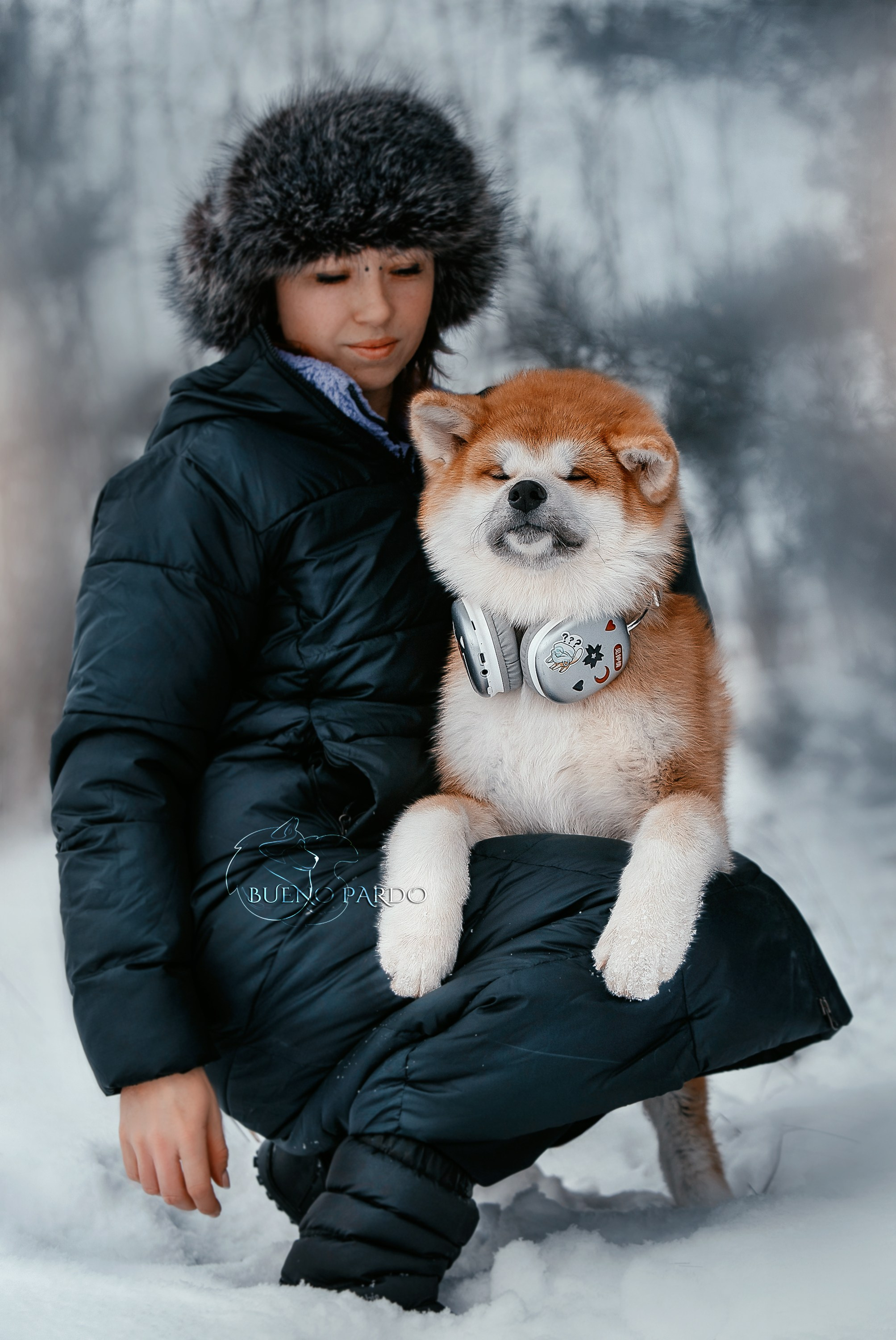 Щенки японской акита ину из питомника. Питомник собак Акита, Хаски, Корги