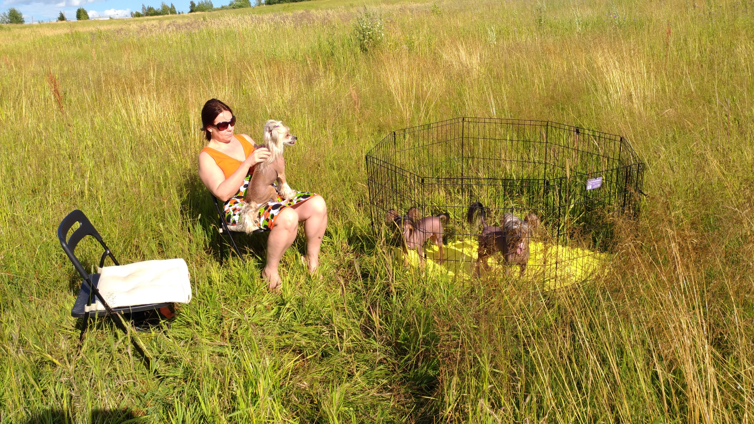 В поле под присмотром сокола. Питомник китайских хохлатых собак Poale Ell: купить щенка в питомнике