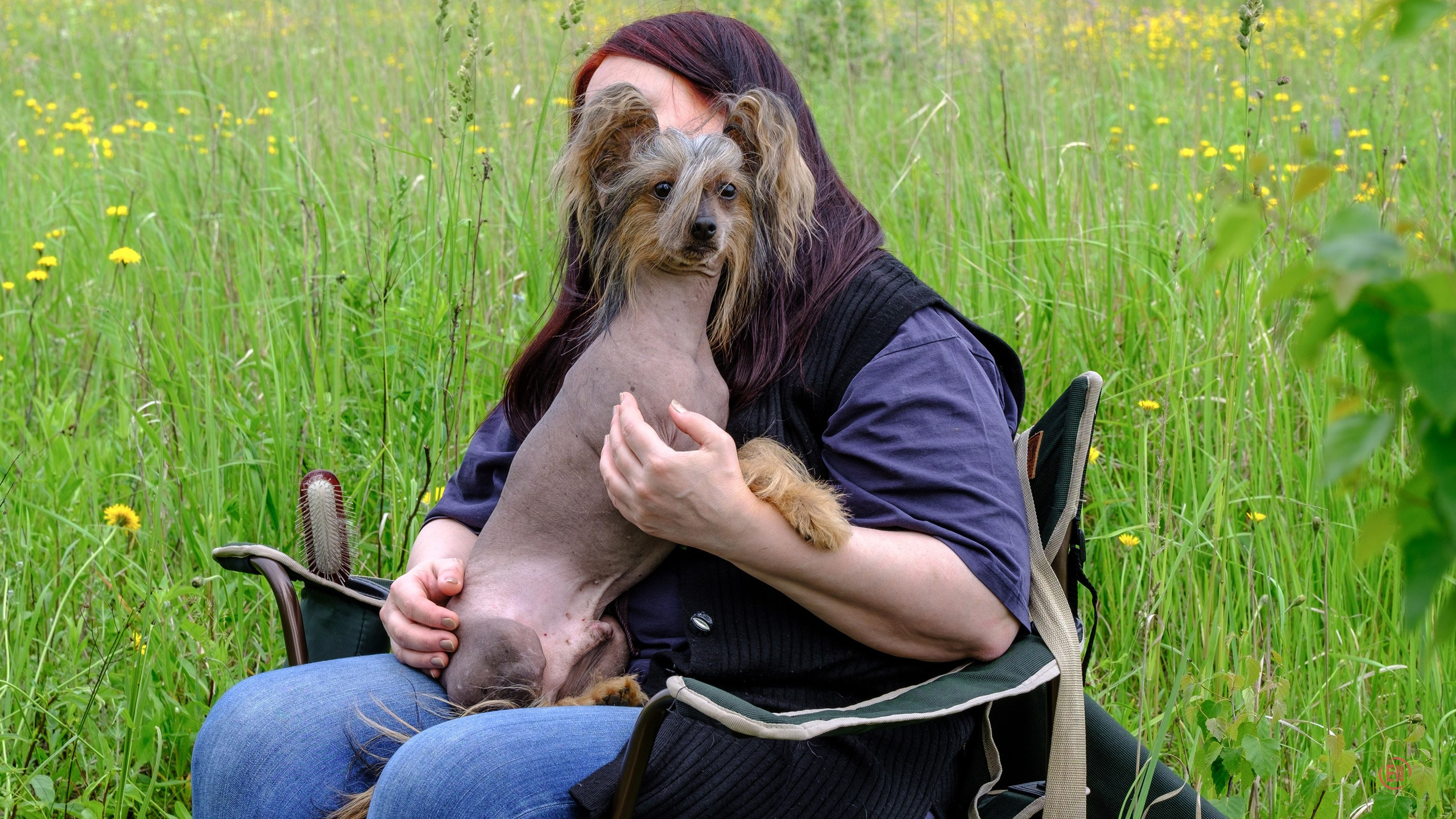 Просто в поле. Питомник китайских хохлатых собак Poale Ell: купить щенка