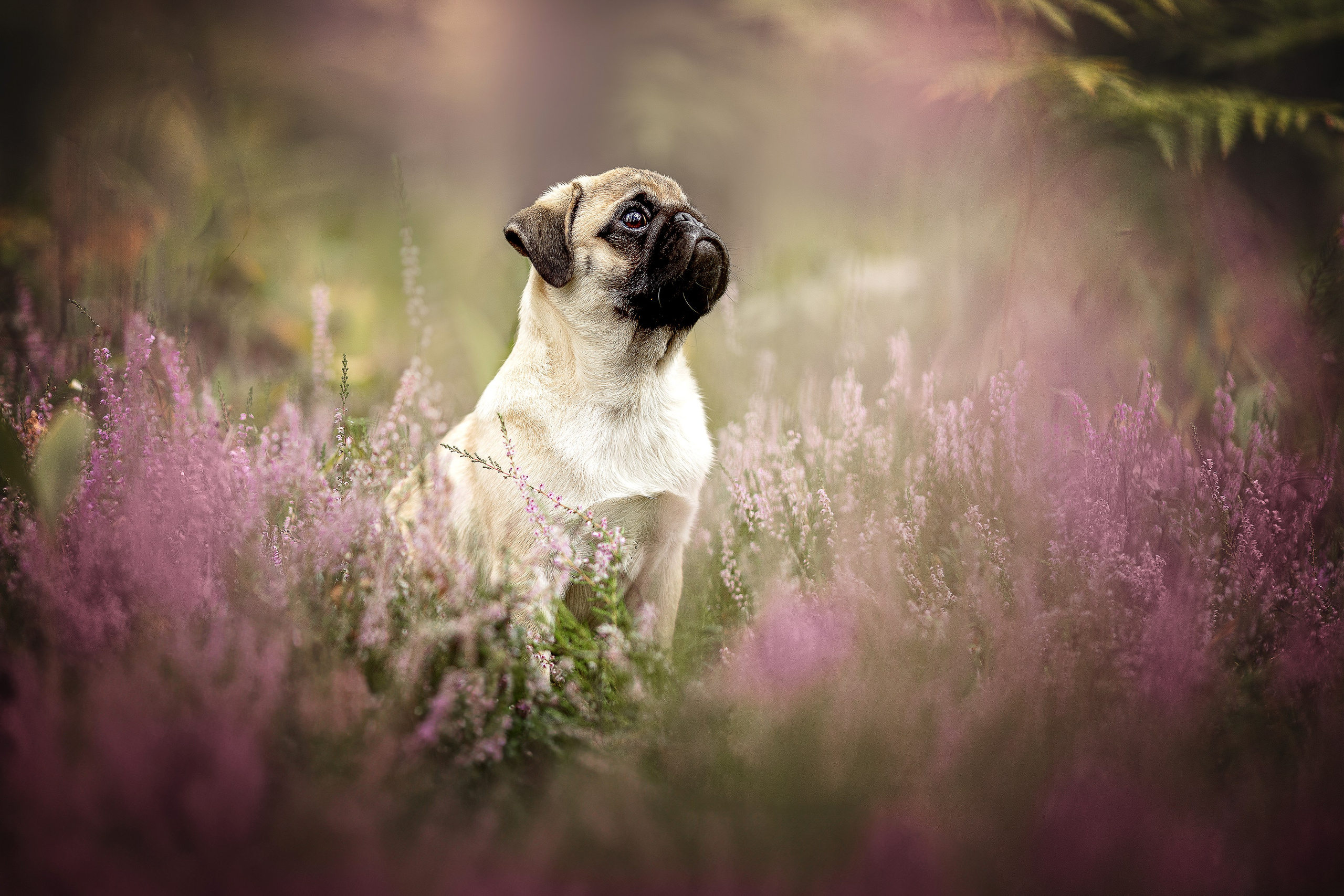 Фотограф-анималист в Москве и Подмосковье