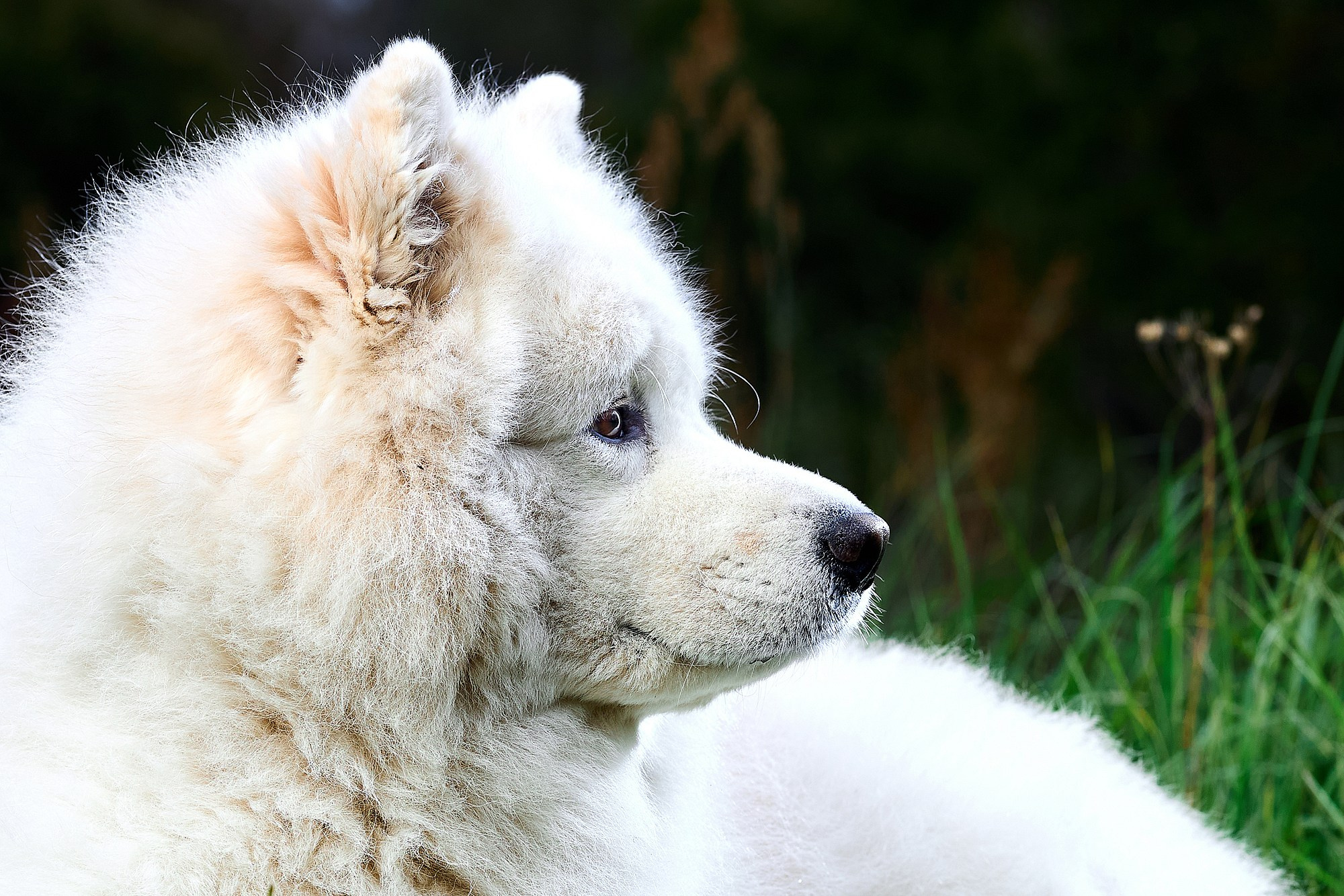 Свадебный, школьный (детсадовский) и семейный фотограф в Коврове и Владимирской области