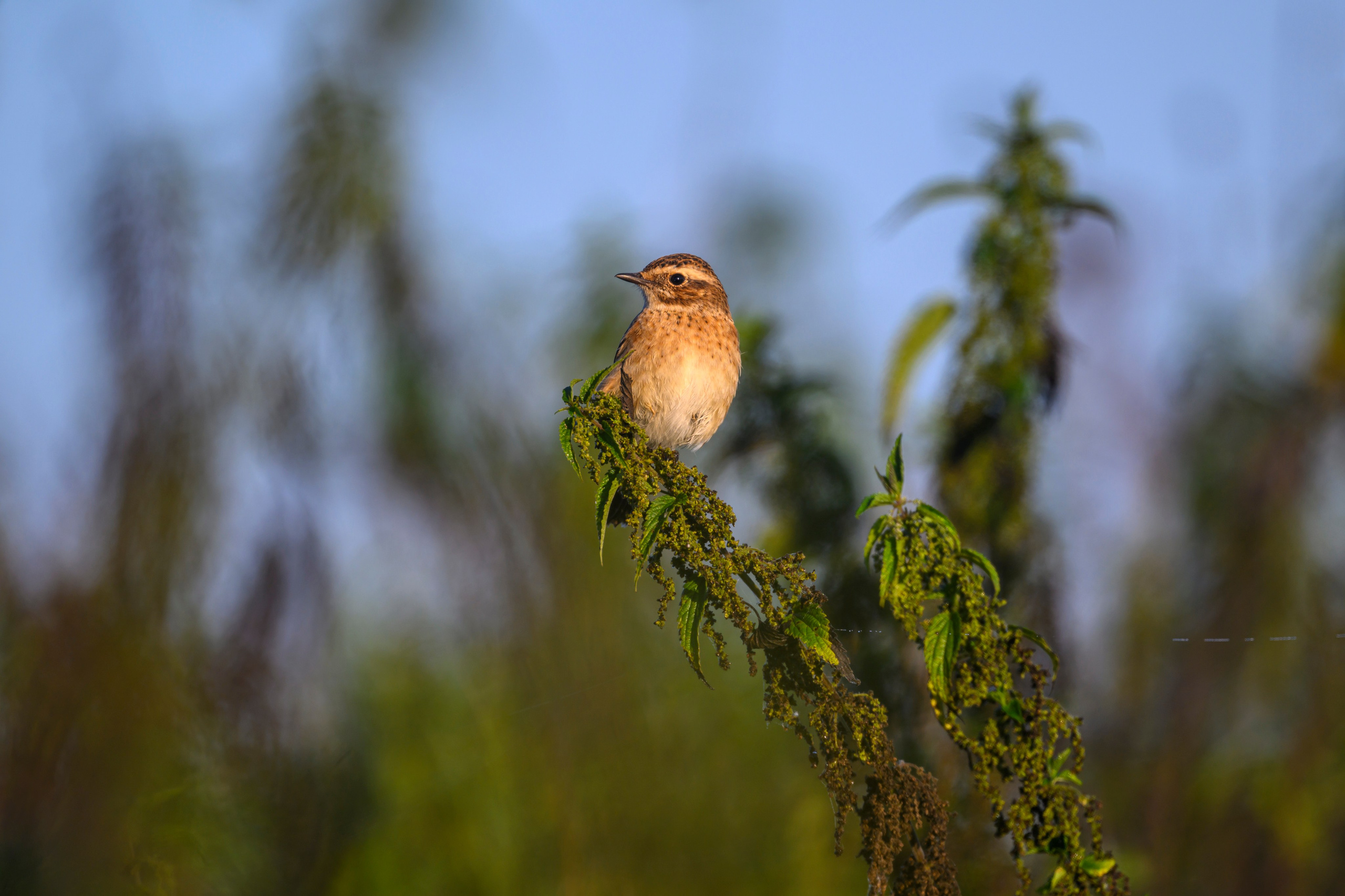 Туман. Myst. Wildlife photography by Sergey Puponin