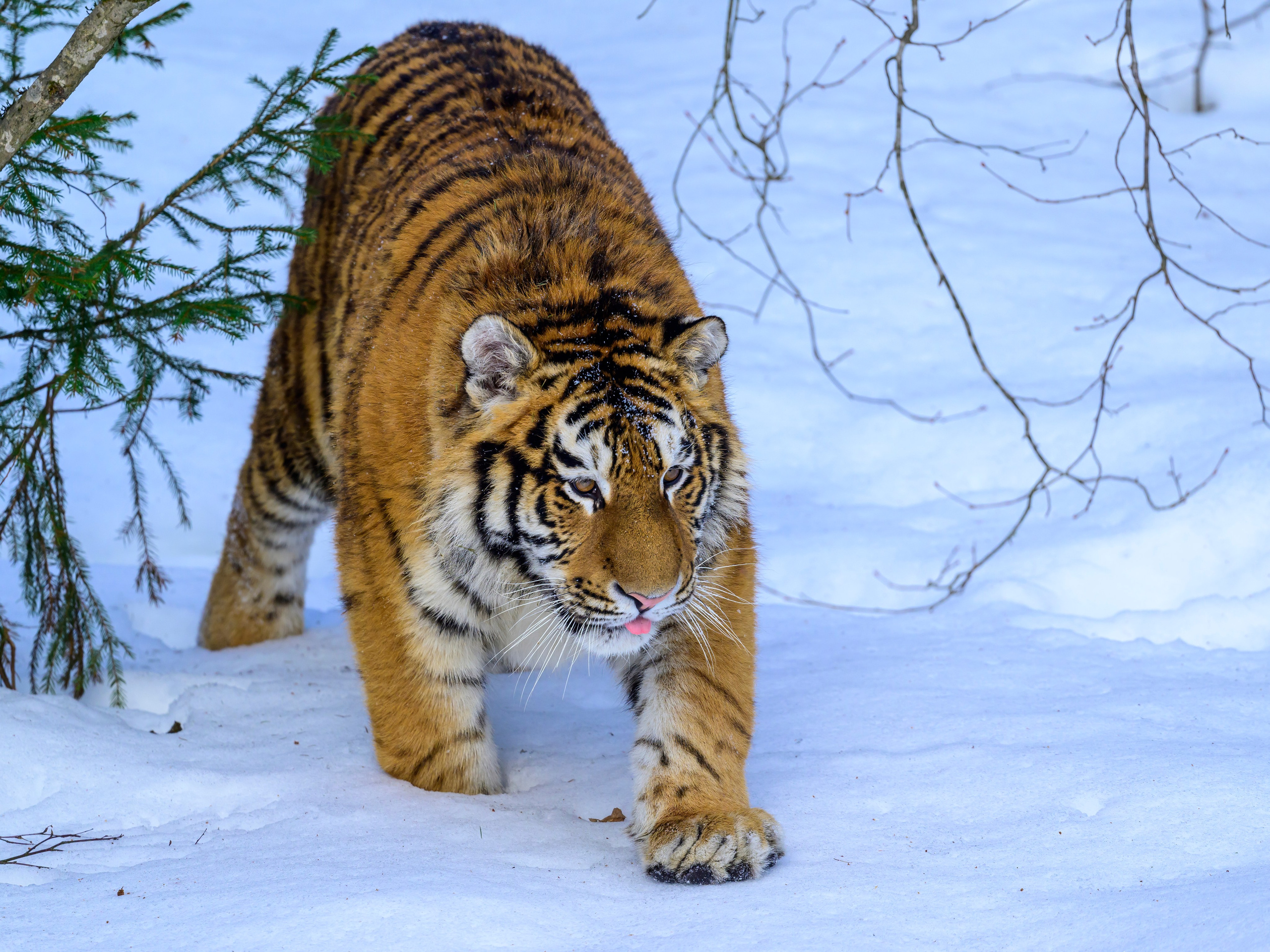 Подмосковный сафари-парк. Wildlife photography by Sergey Puponin