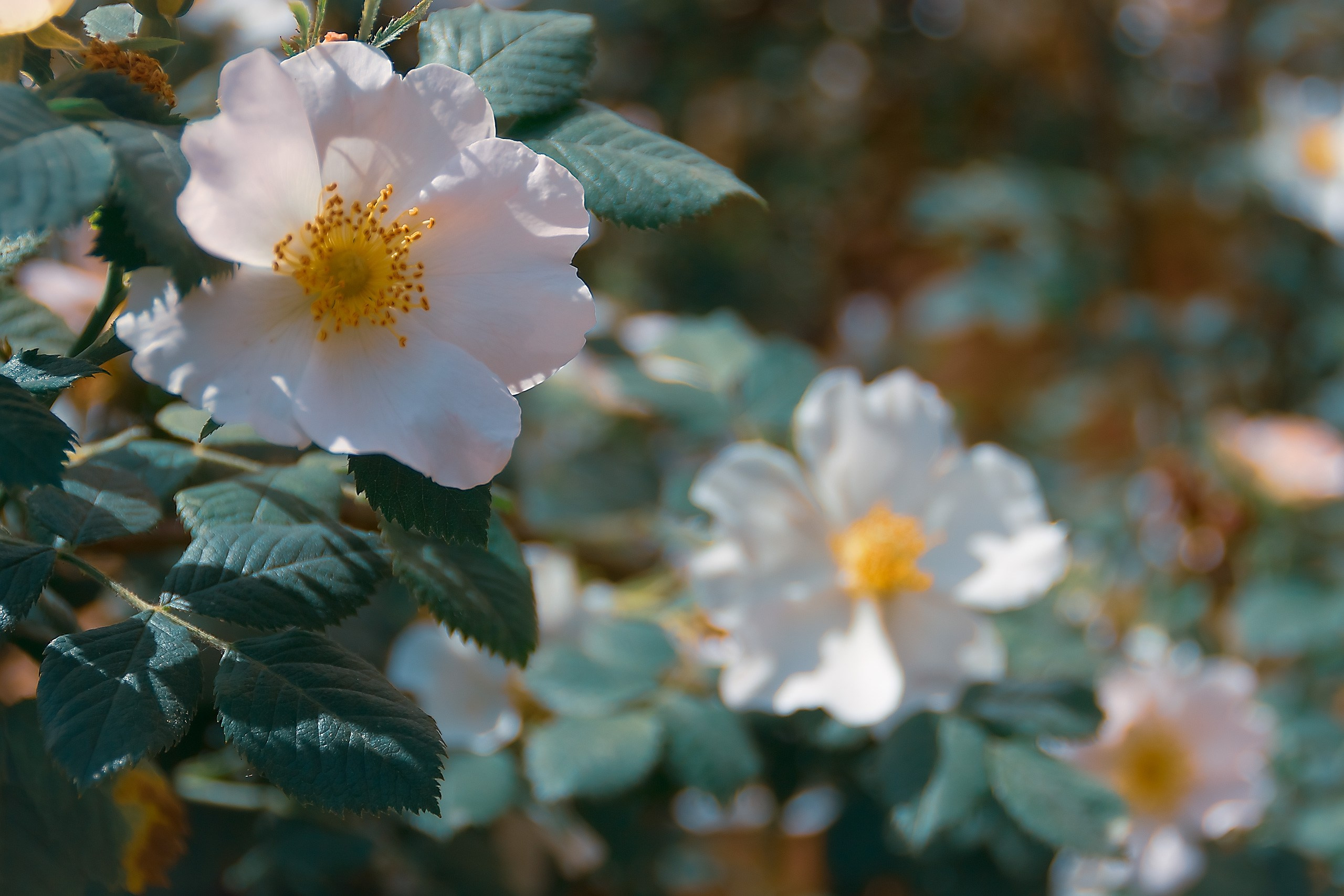 Шагни в мир яркости. Аmat Victoria Сuram