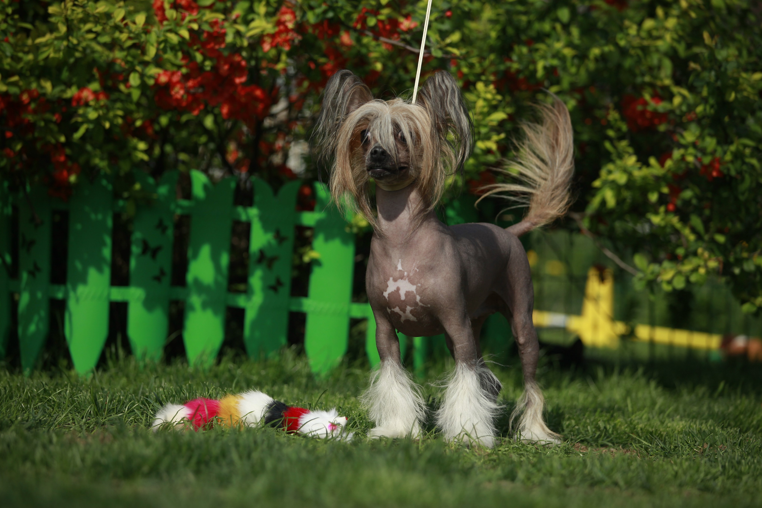 Poale Ell Clare. Chinese Crested Dog Kennel Poale Ell