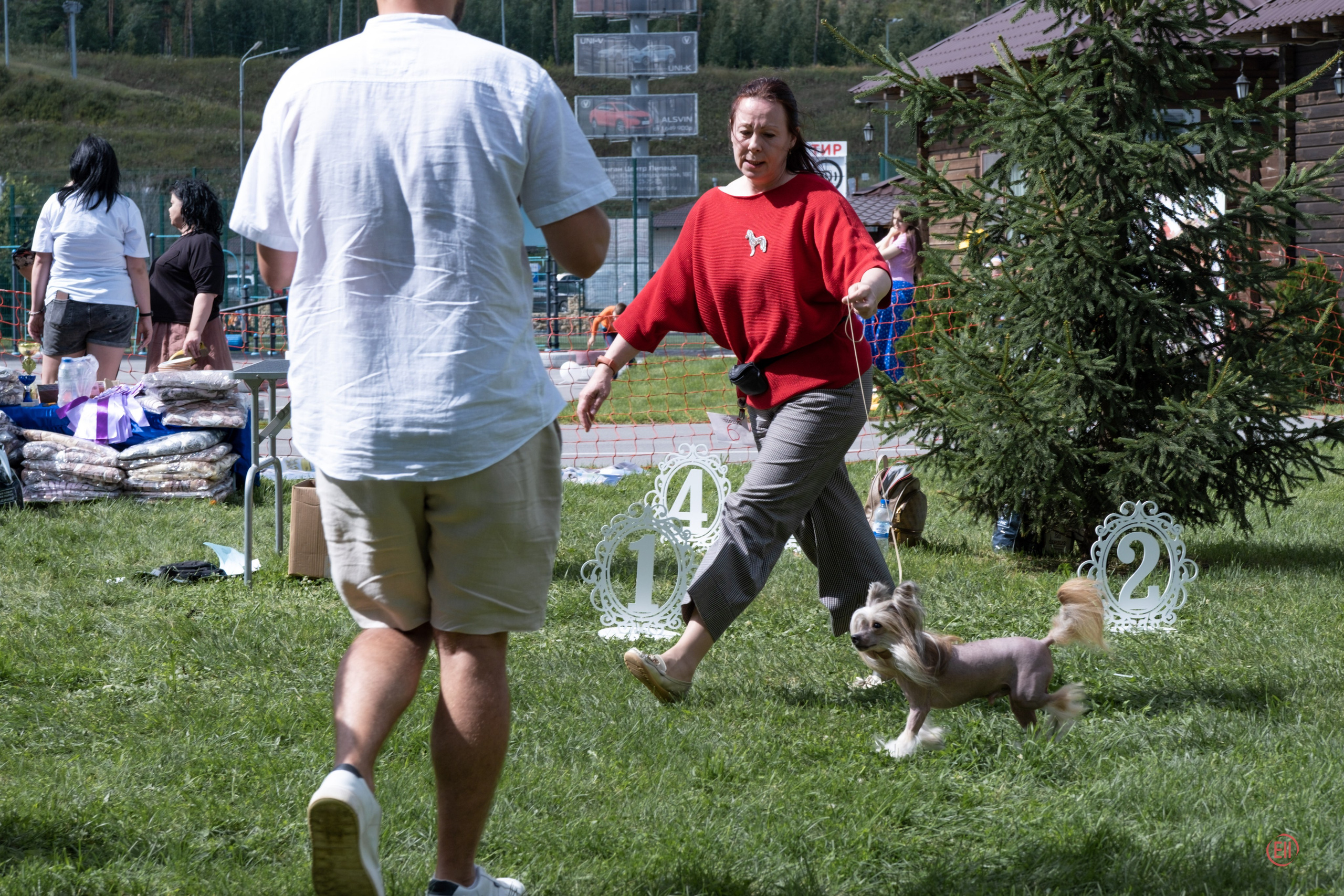 Липецк. Выставка собак. Питомник китайских хохлатых собак Poale Ell: купить щенка