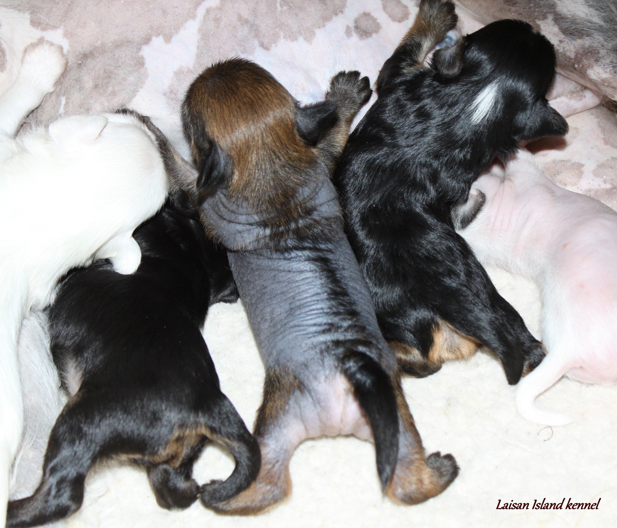 The puppies are 2 weeks old