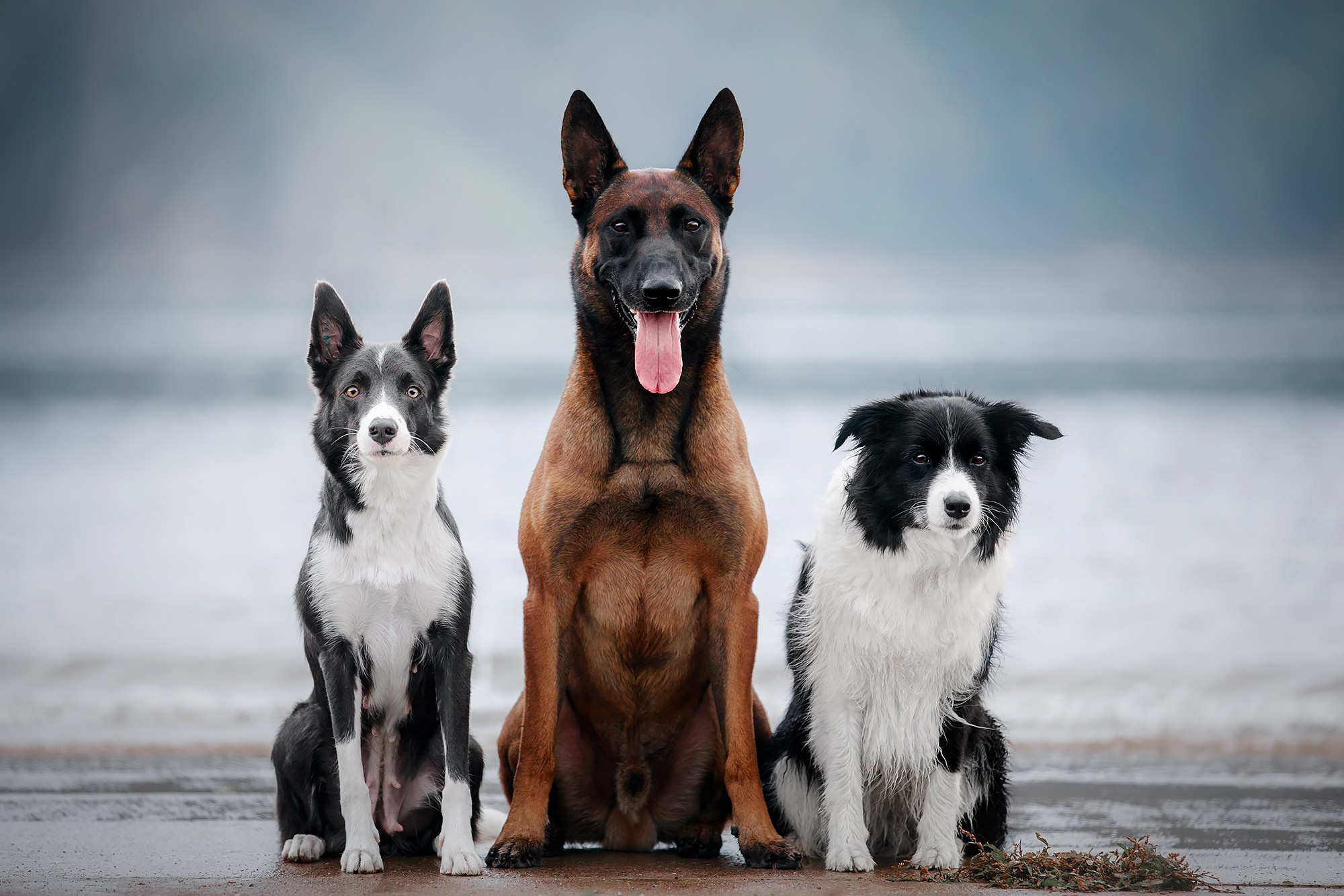 Фотограф-анималист Mary Mart — Москва, Питер