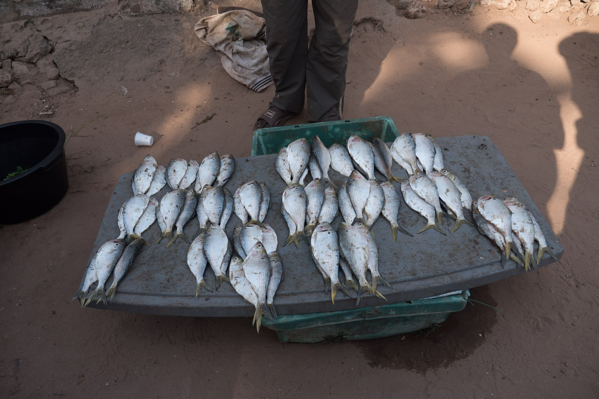 Путешествие по Гамбии (Западная Африка).Traveling in Gambia (West Africa.). Фотограф Алексей Скоробогатько