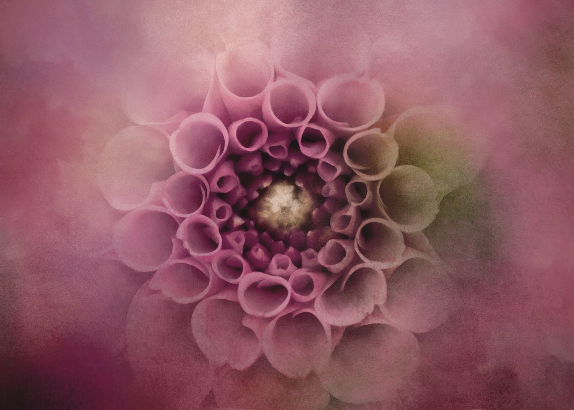 PINK VINTAGE. Eirene G | Photoartist | Flowers from my garden