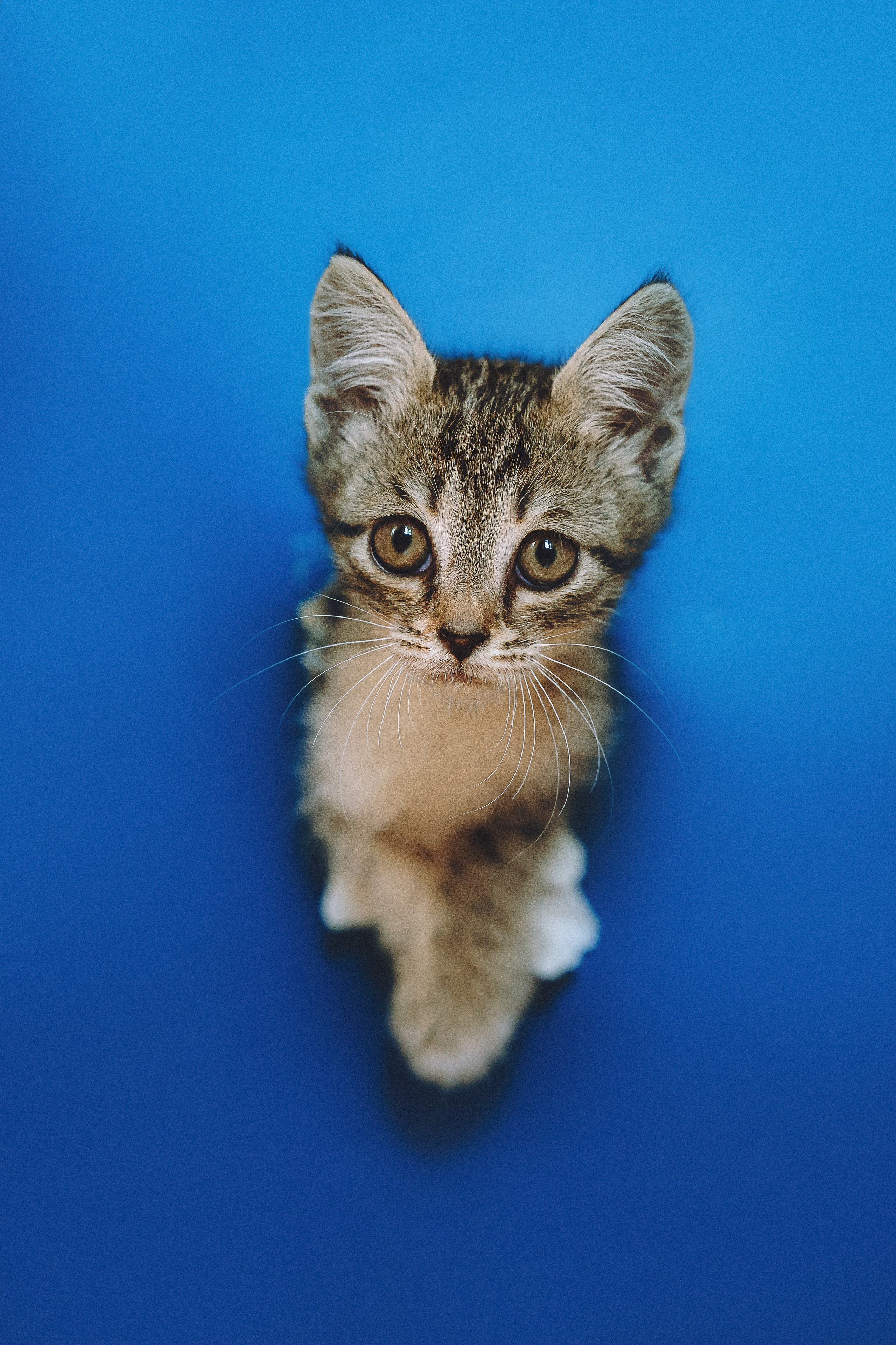 Более 30 идей для фотосессии с котенком