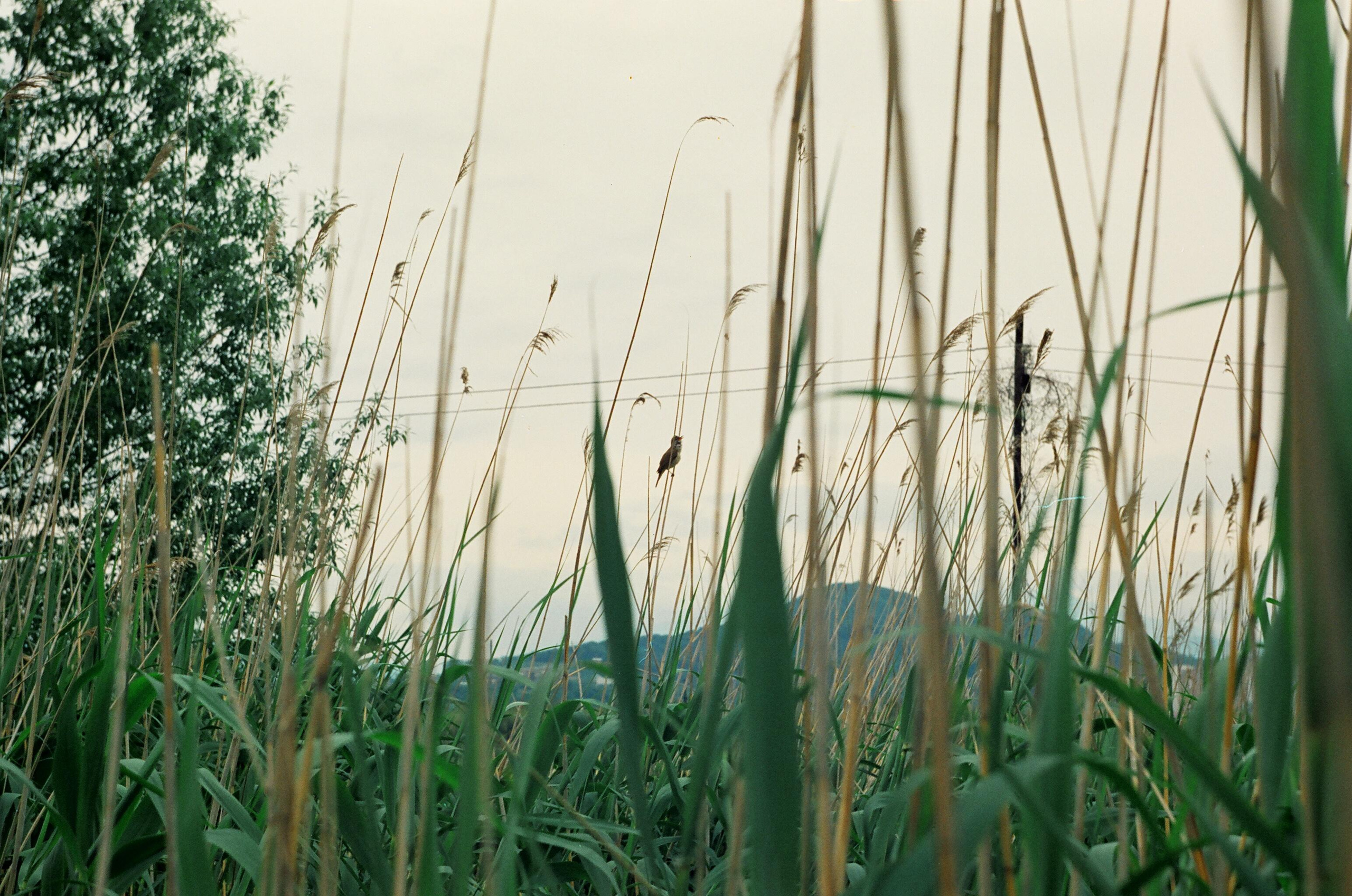 Семён Симонов. Курортное дело