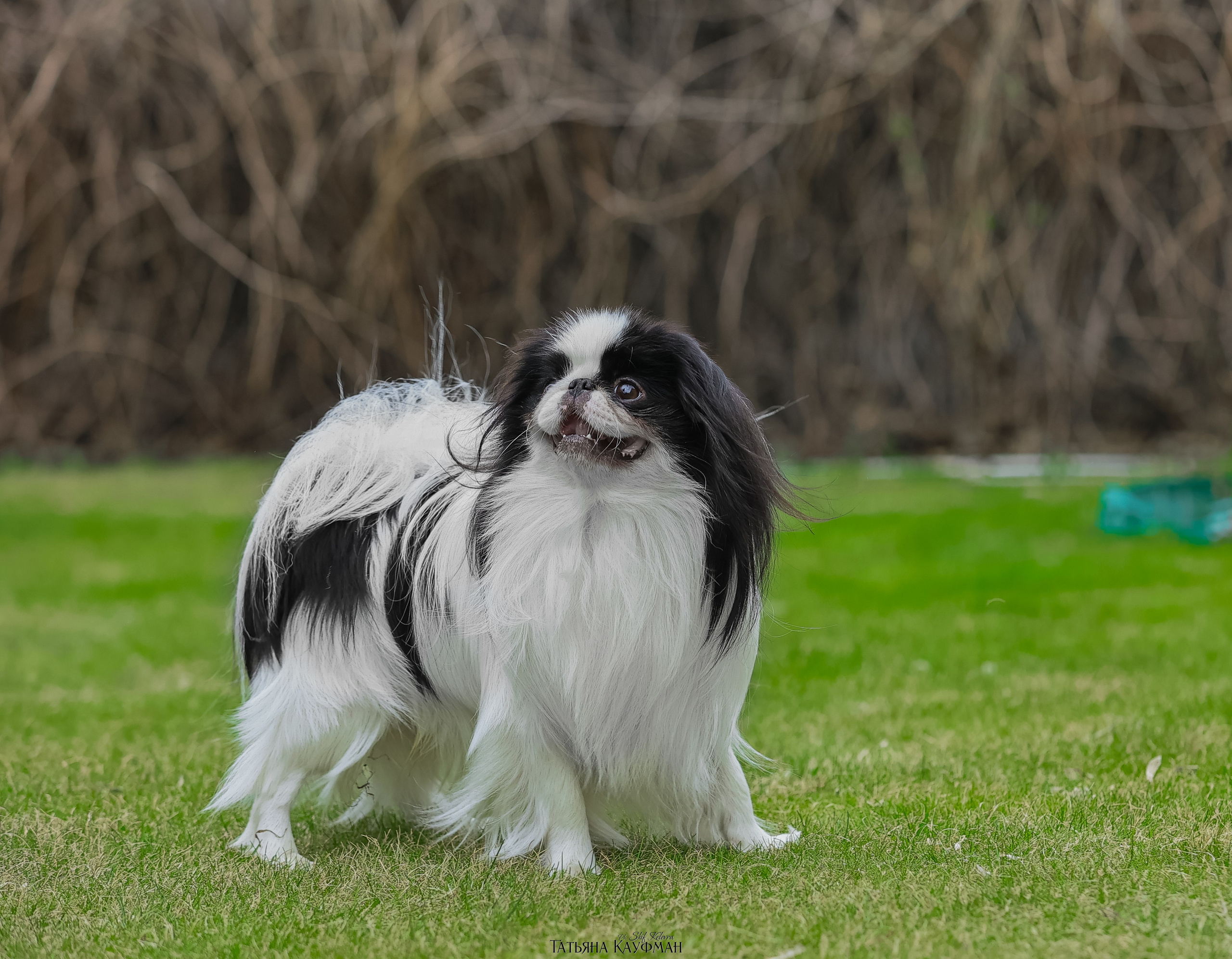 Японский хин, фотография японский хин, собака в цветах, красивая собака, фотограф анималист, фотокурс Анималистика, научиться фотографировать собак, фотограф Новосибирск
