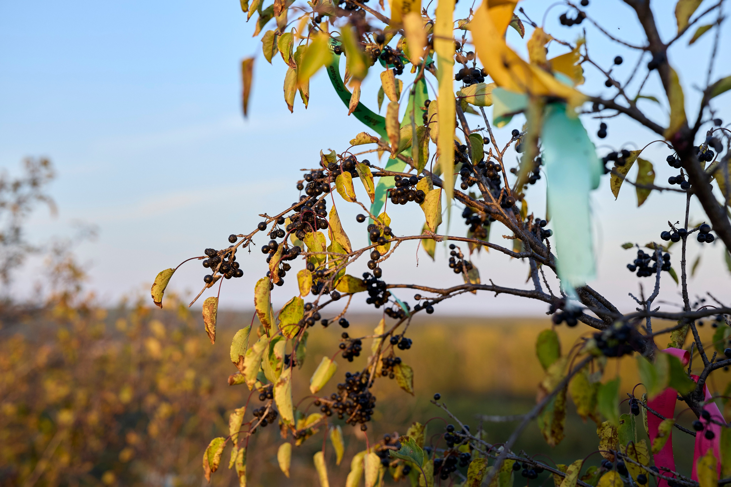 Вот она, та самая загадочная Кудыкина гора! Место сильное, красивое и очень гостеприимное. Отсюда, с вершины, открывается потрясающий вид на древний Дон. Кажется, будто стоишь на краю света, и перед тобой — вся великая история этой реки. Особенно волшебно здесь на закате, когда солнце окрашивает воду и небо в золотые и розовые края. Природа настоящая, степная, дышится очень легко. И вот среди этой природной мощи встречаешь удивительные рукотворные вещи. три богатыря сидят на поле. Отдыхают и ждут пока приготовится ужин. Или «Хоровод» на самой вершине. фигуры, взявшись за руки, словно охраняют покой этого места. Чувствуется какая-то особая сила и энергетика. Отличный повод задуматься о вечном и сделать классные кадры! Но главный сюрприз, ради которого многие и едут — ждёт в конце. Тот, кто даёт понять: вы действительно на Кудыкиной горе! Вот он, местный житель — огнедышащий Змей Горыныч. Теперь та самая поговорка «На Кудыкины горы воровать помидоры» звучит особенно смешно! Потому что с таким стражем ни о каких помидорах и речи быть не может. Его дело — охранять покой и устраивать по-настоящему огненное шоу на прощание. #dzen13 #желтаяшапочкаdz #кудыкинагора #тревел #змейгорыныч #топ
