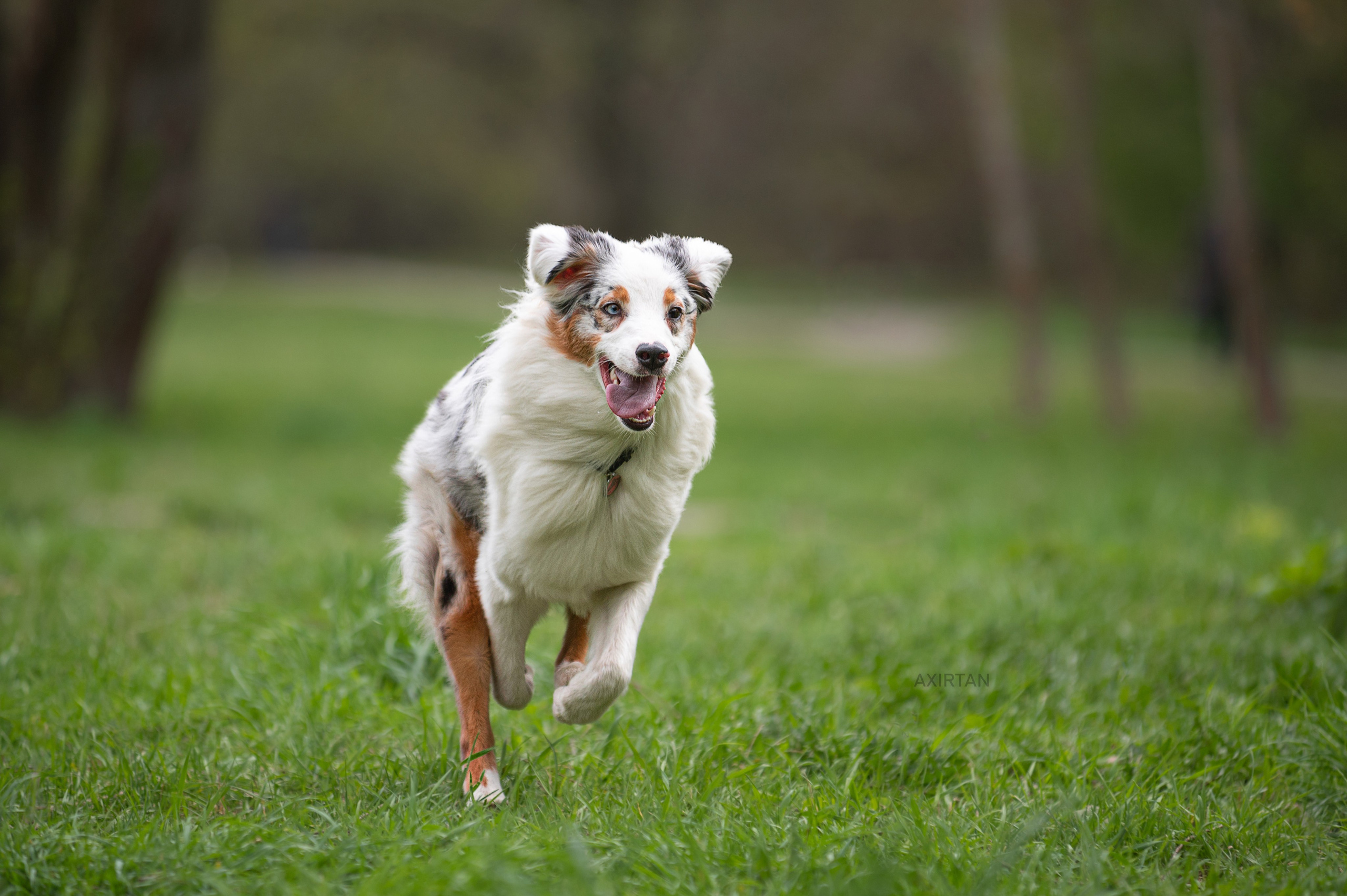 Кайса. BLGKV питомник собак