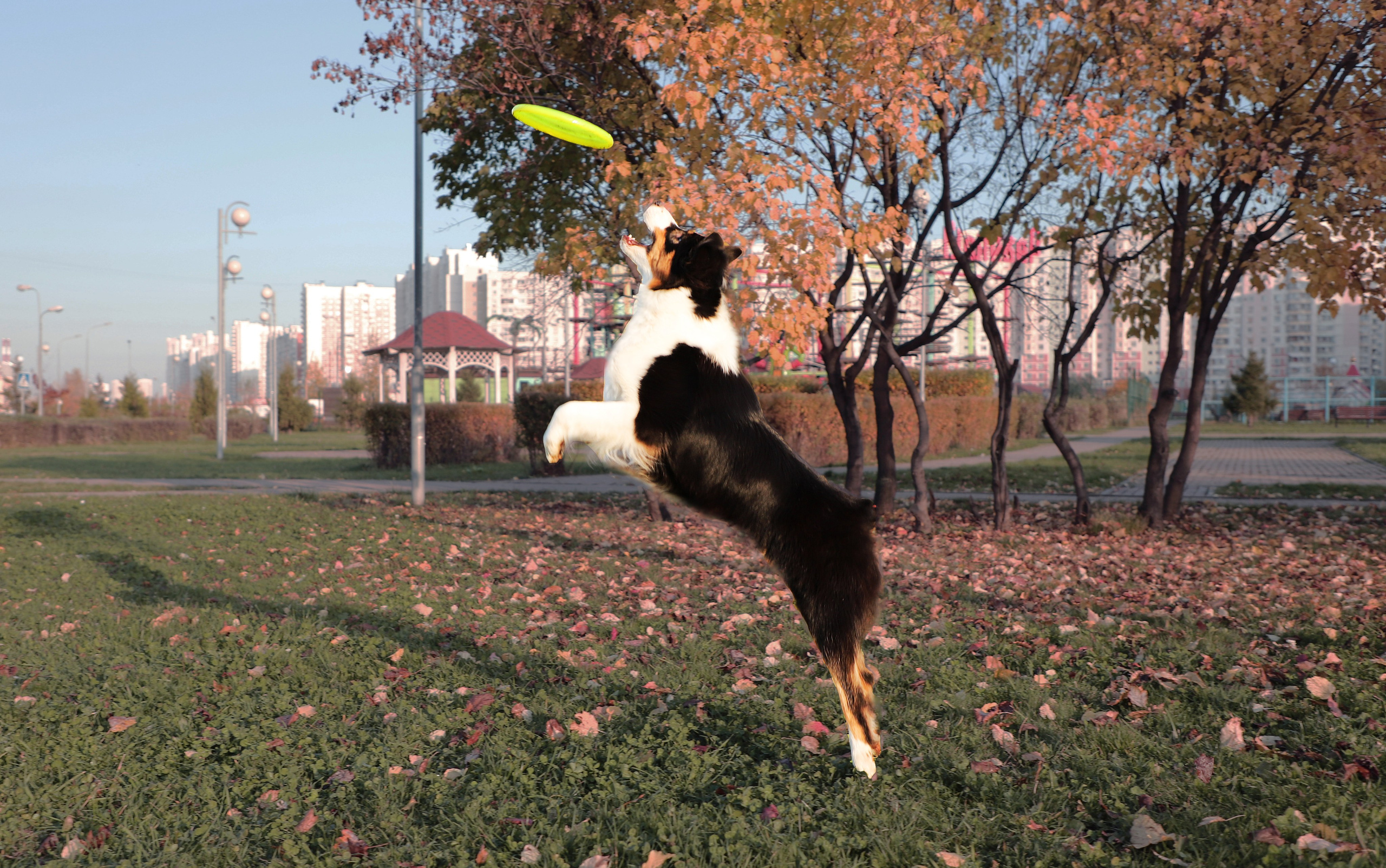 Нами. BLGKV питомник собак