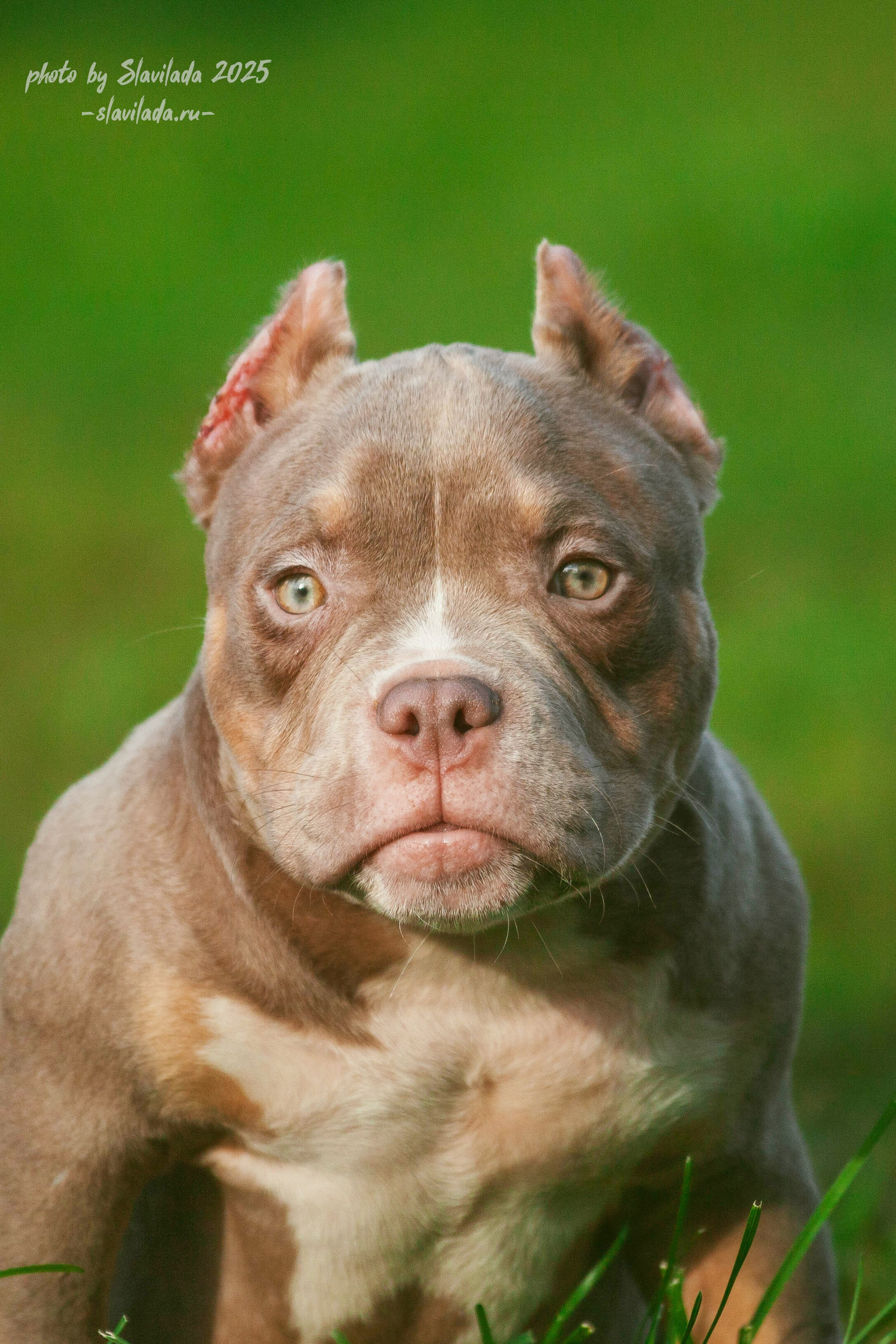 Истории. Slavilada-Лапки. Свет. Любовь… Профессиональная фотосессия питомцев Для памяти, пристройства и продажи. Хабаровск