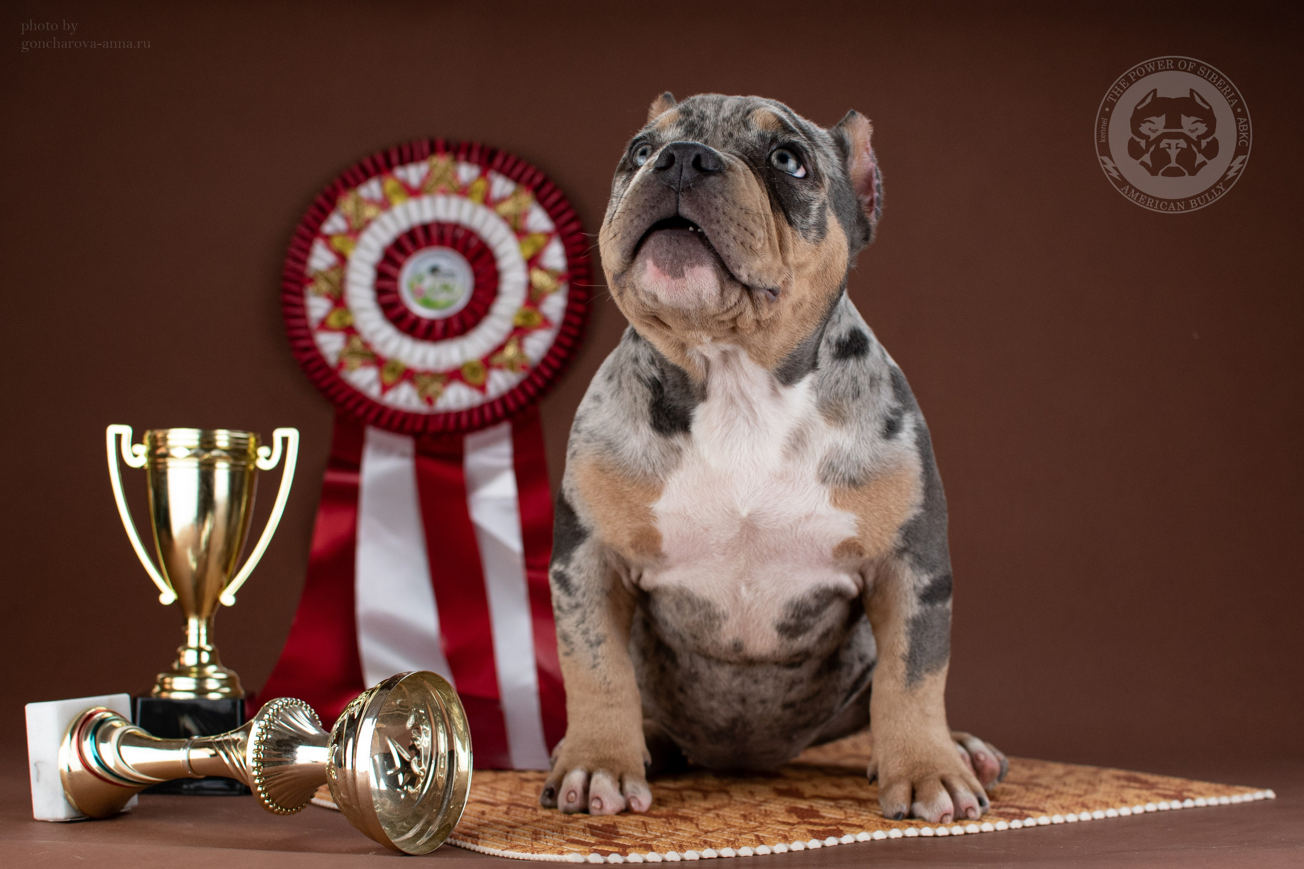 Купить щенка в официальном питомнике Американского Булли в Питере