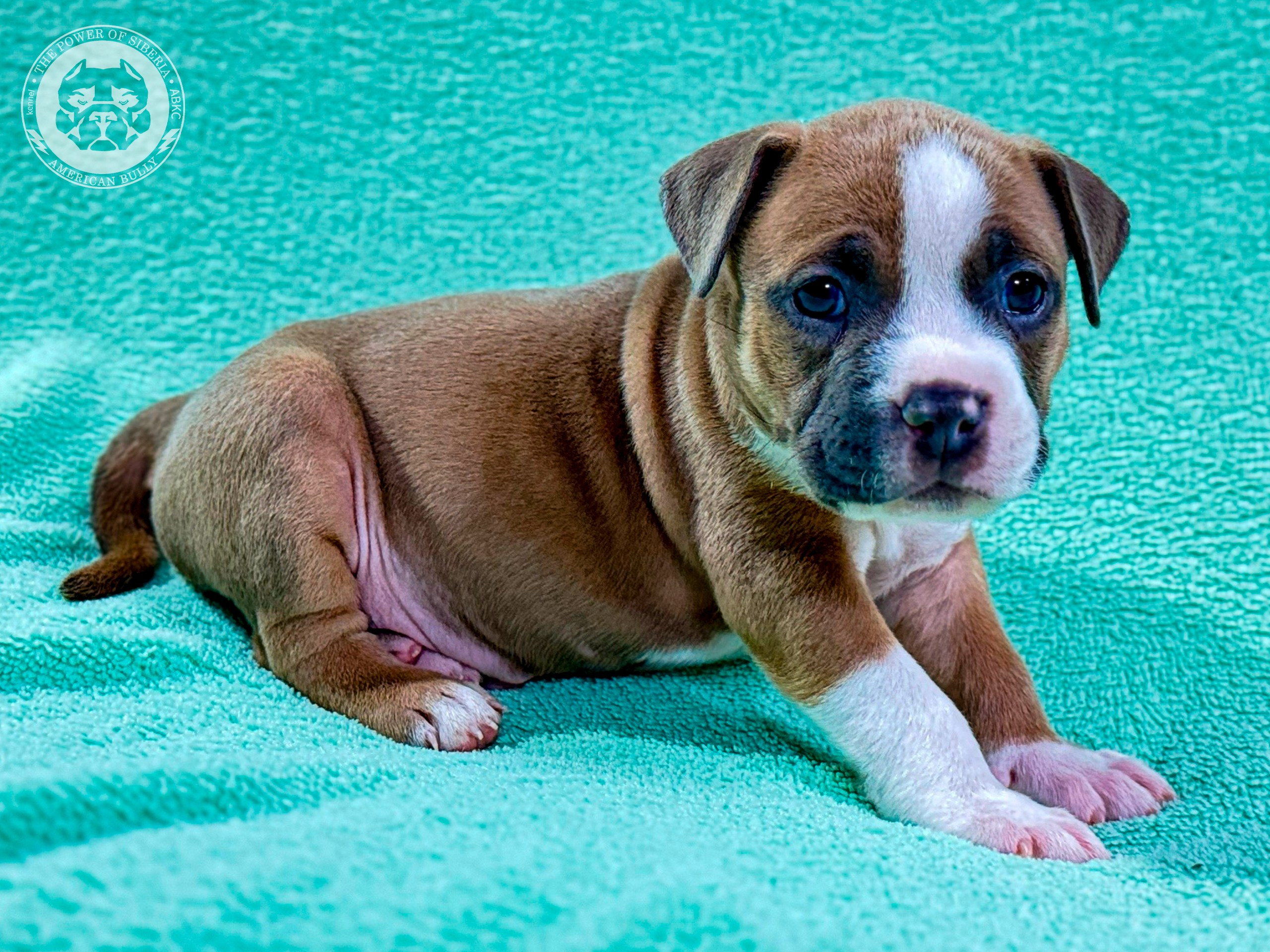 Помет Турук и Мия 13.12.25. Американский Булли в г. Ростов-на-Дону. Питомник THE POWER OF SIBERIA