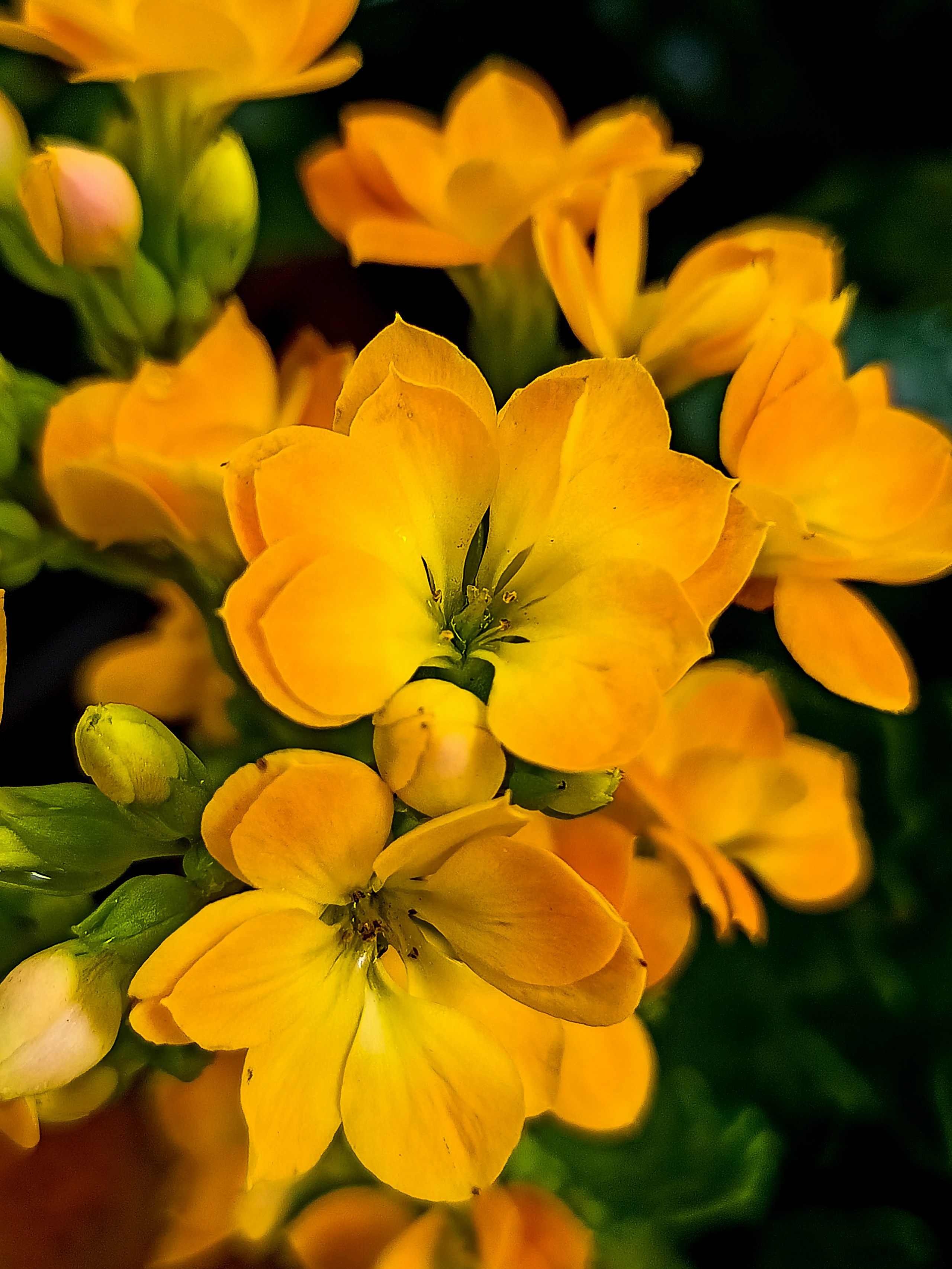 Цветочный магазин Ботаника78