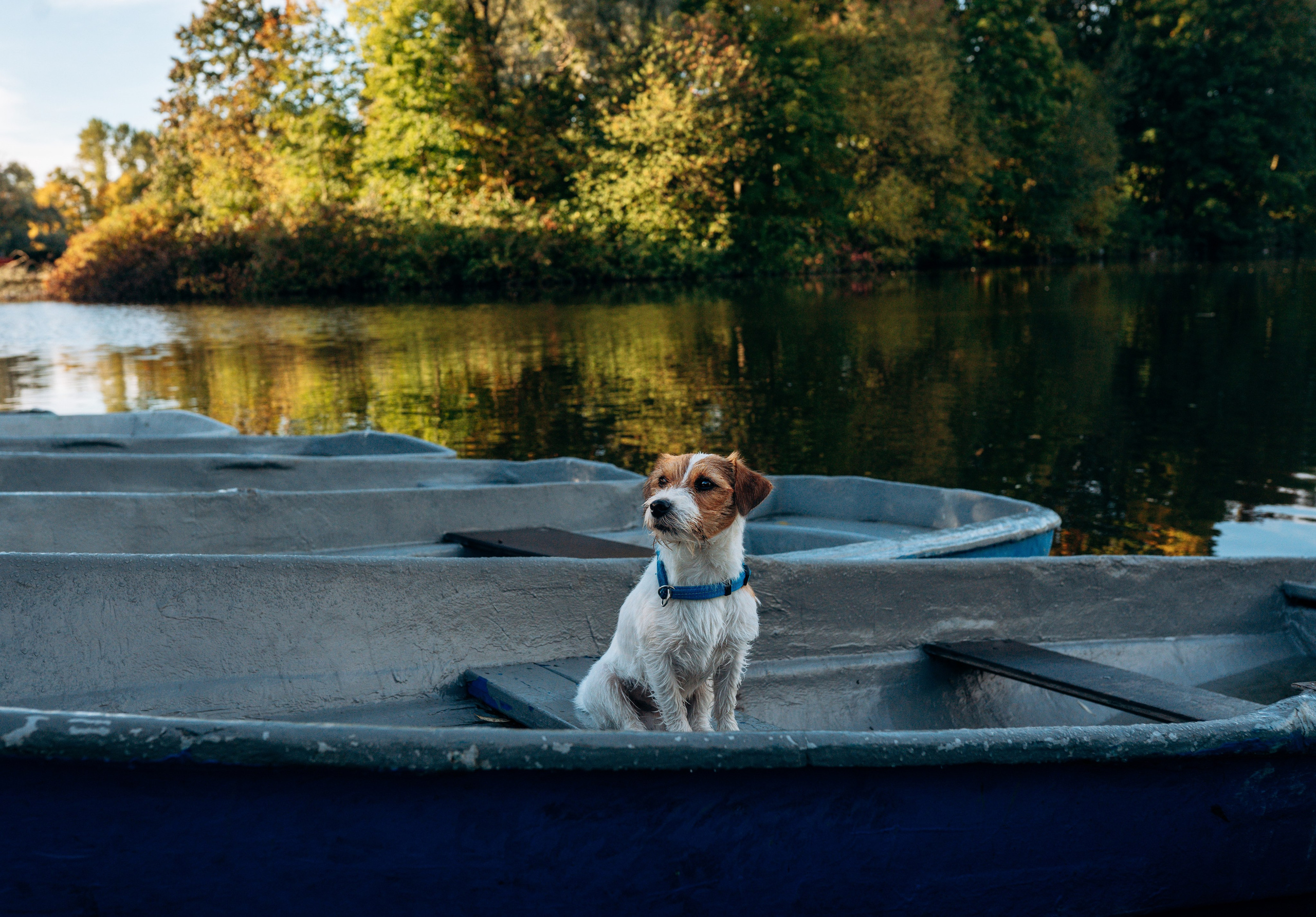 Цены за фотосессию с собакой. Фотограф анималист в Спб недорого Олеся Майорова